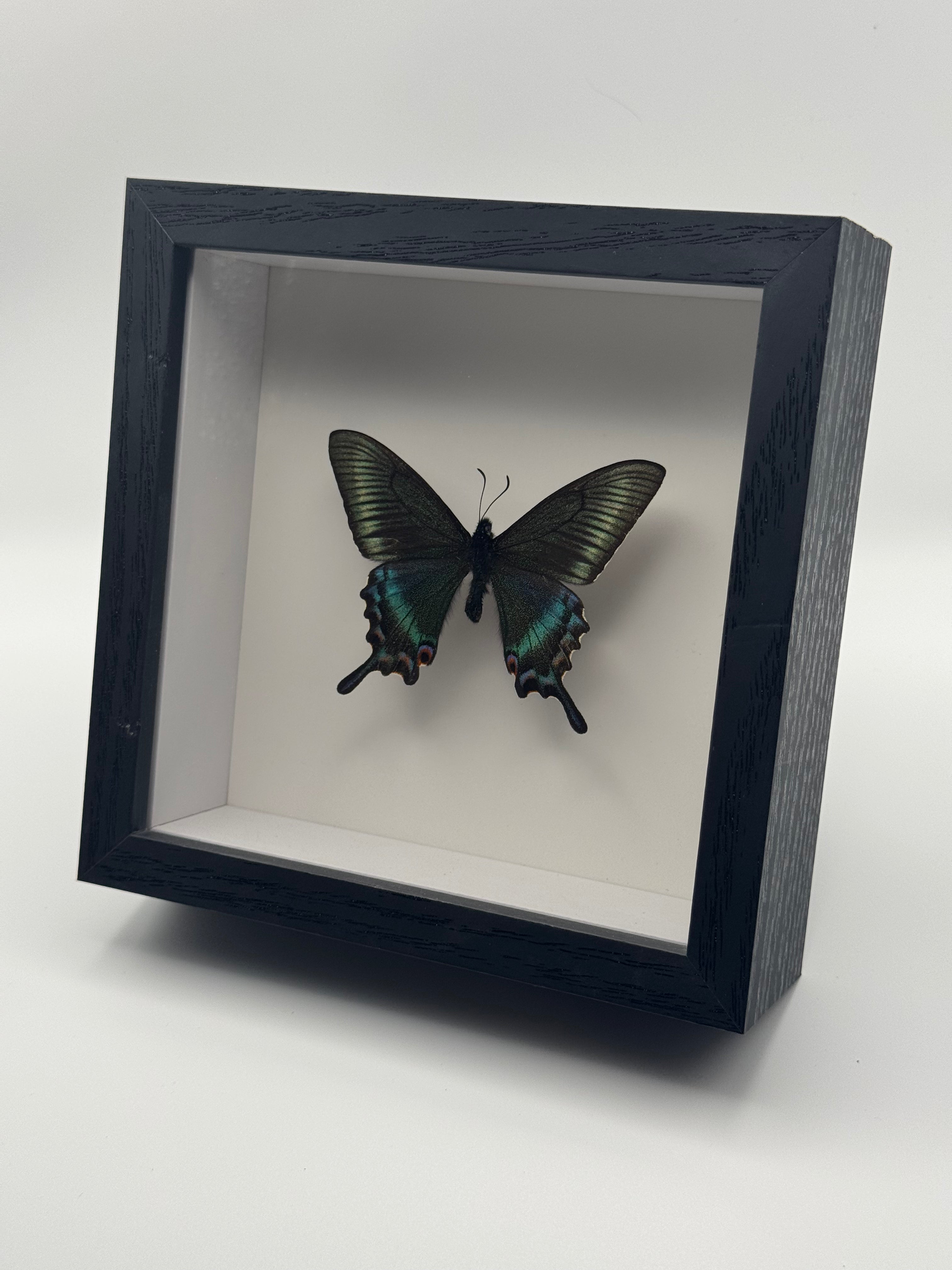 Alpine Black Swallowtail (Spring)