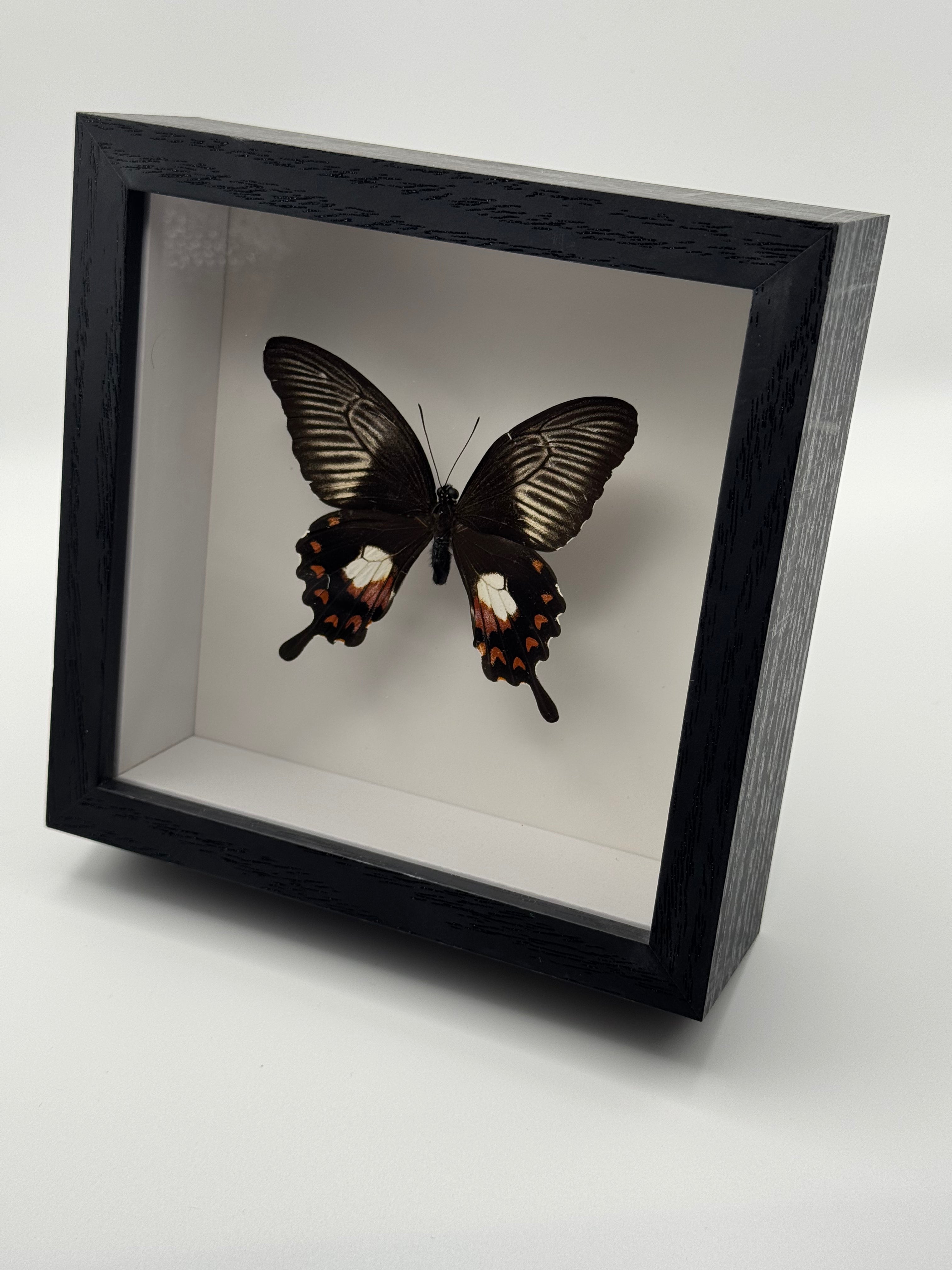 A preserved butterfly mounted inside a black shadow box display with a clear front cover, photographed on a light gray studio background.
