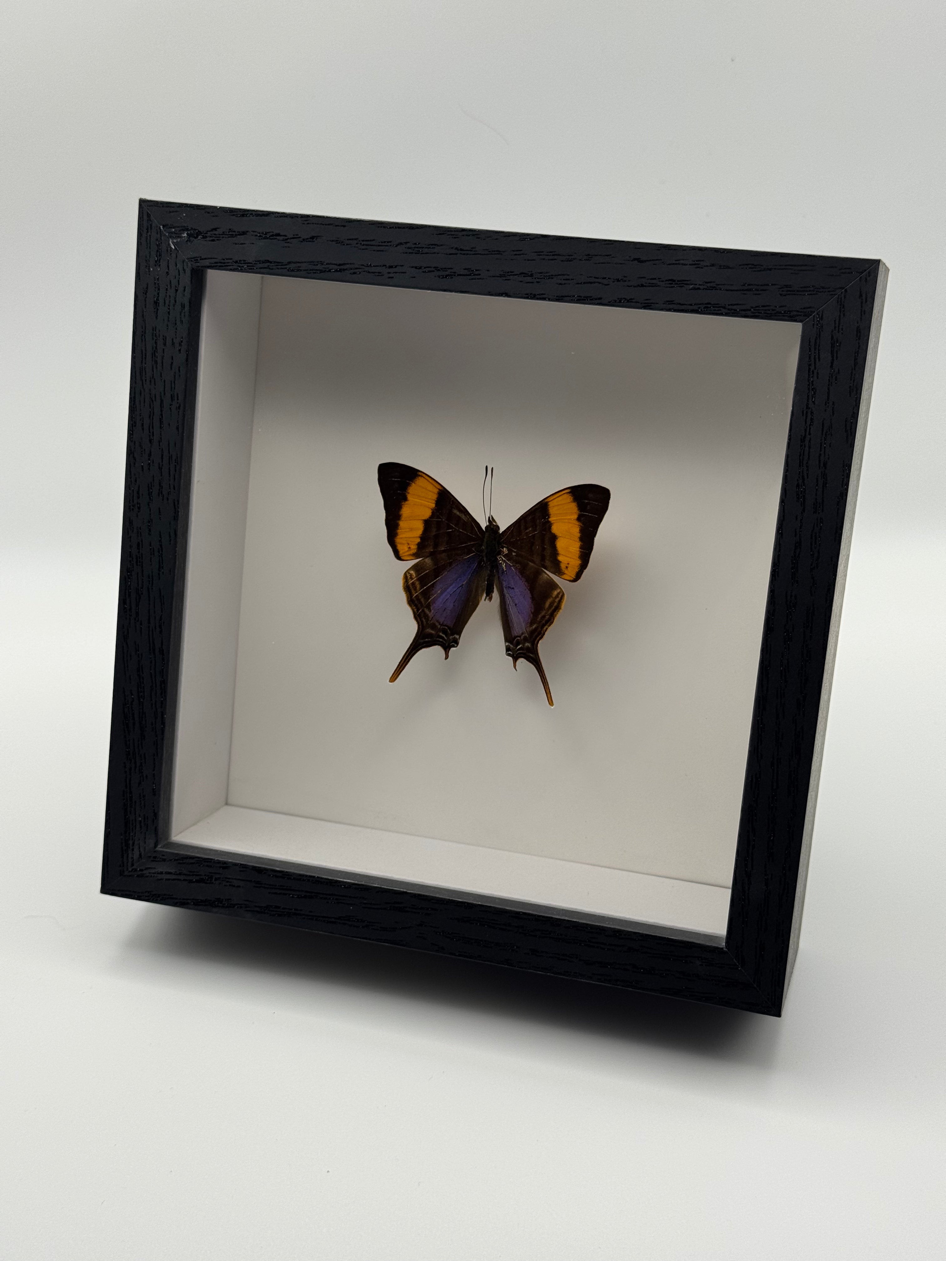 A preserved Corinna Daggerwing butterfly taxidermy specimen displayed inside a black shadow box frame with a white interior, photographed on a light gray studio background.