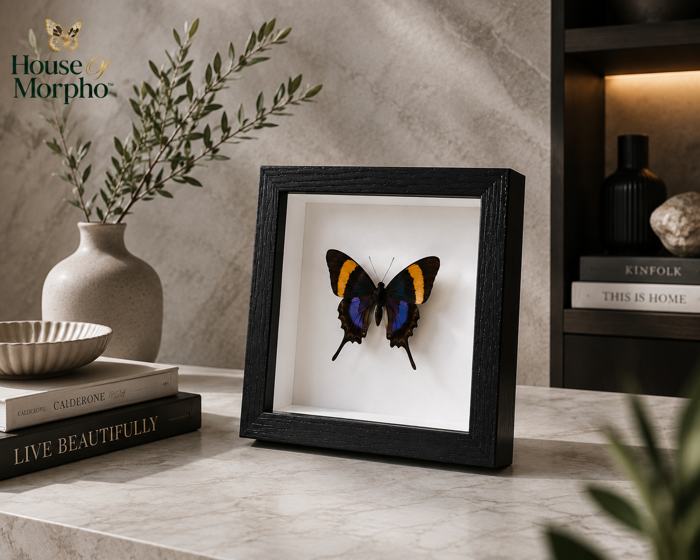 A black square shadow box frame displaying a preserved butterfly with blue, purple, and orange wings, styled on a marble surface with books, a ceramic vase, and a shelf in the background. The House of Morphe logo is visible in the top left.