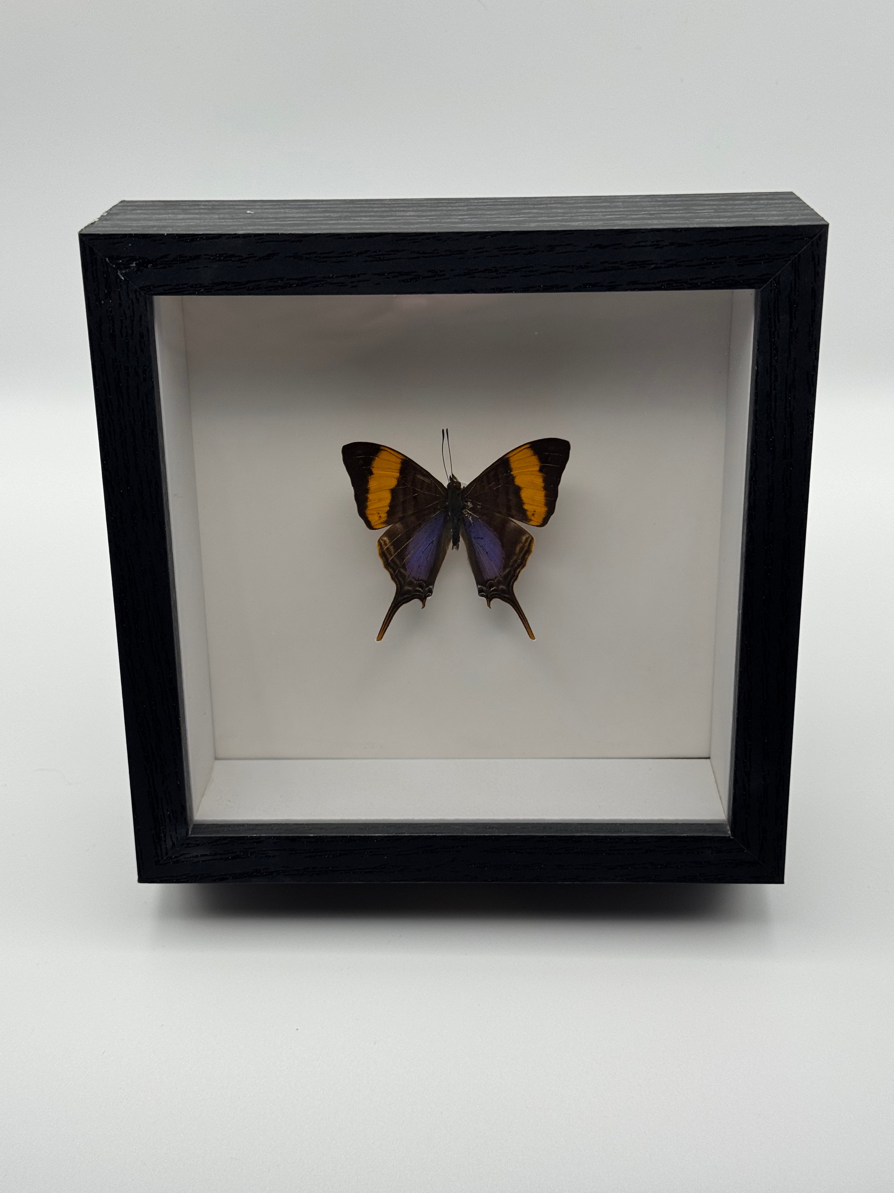 A preserved butterfly specimen displayed inside a black shadow box frame with a white interior, photographed against a light gray background.