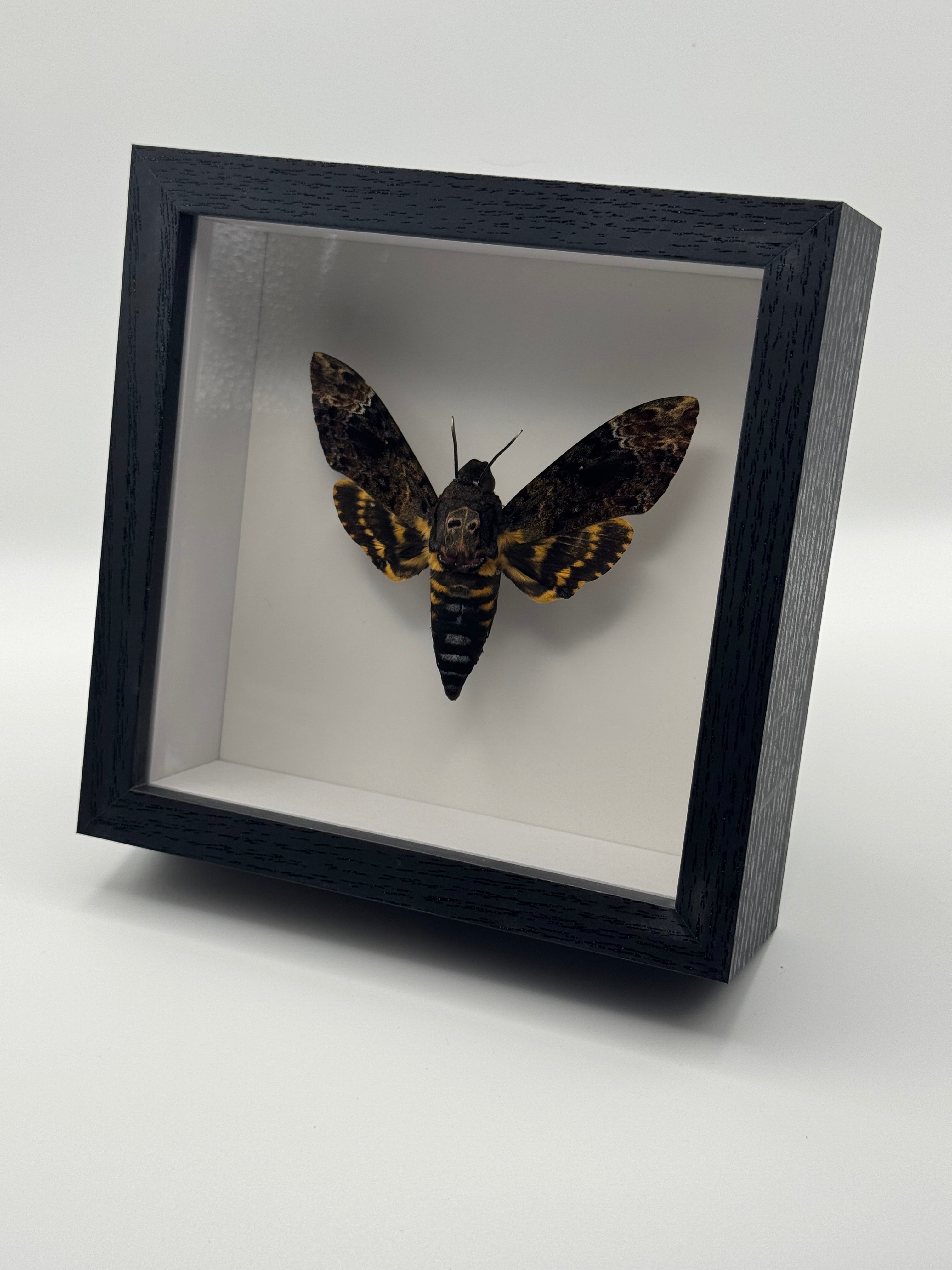 A mounted moth specimen displayed inside a black shadow box frame against a plain light background.