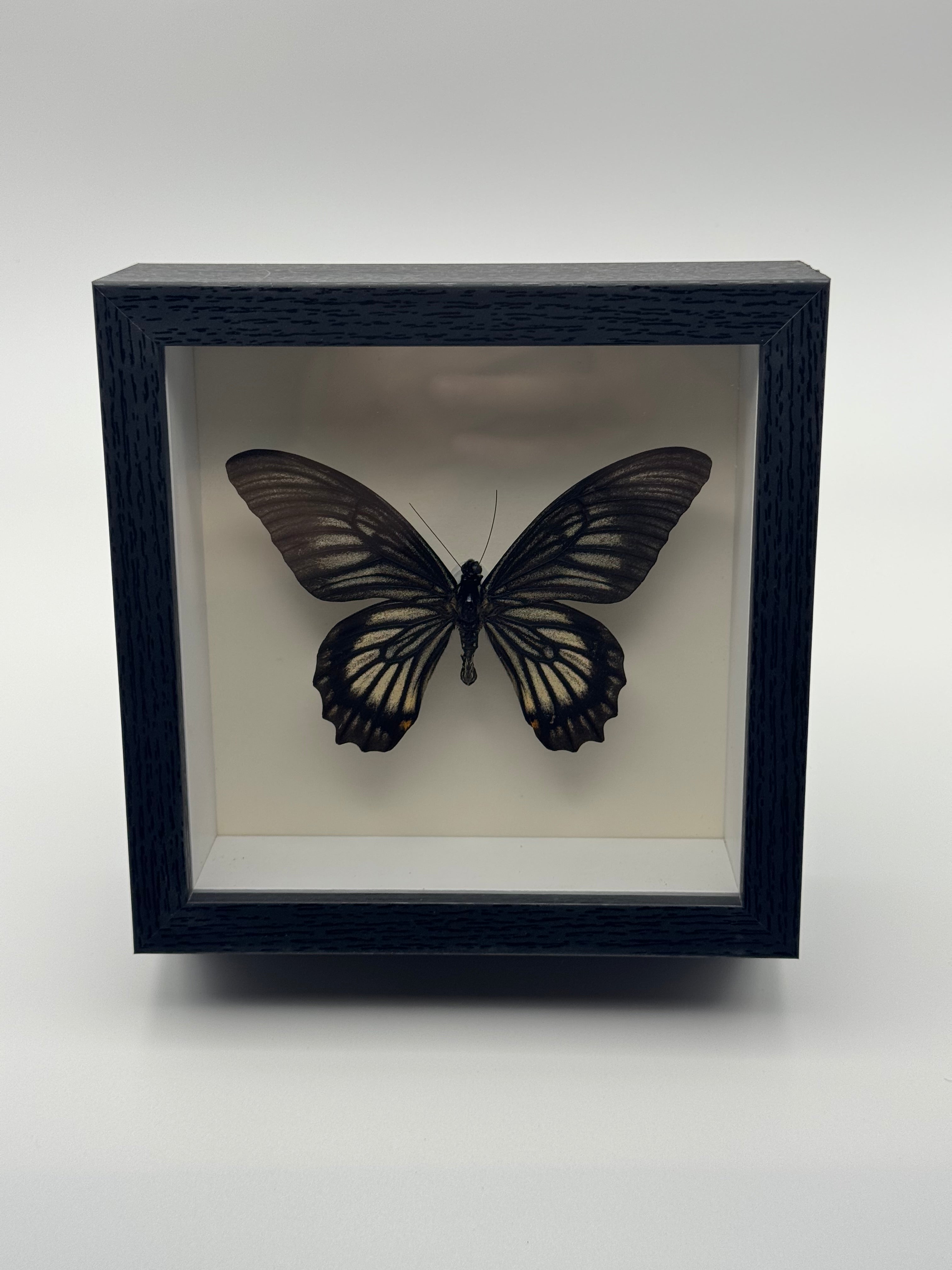 A preserved dark Ghost Swallowtail with pale streaked wings mounted inside a black shadow box display with a white interior, photographed straight on against a clean light gray background.