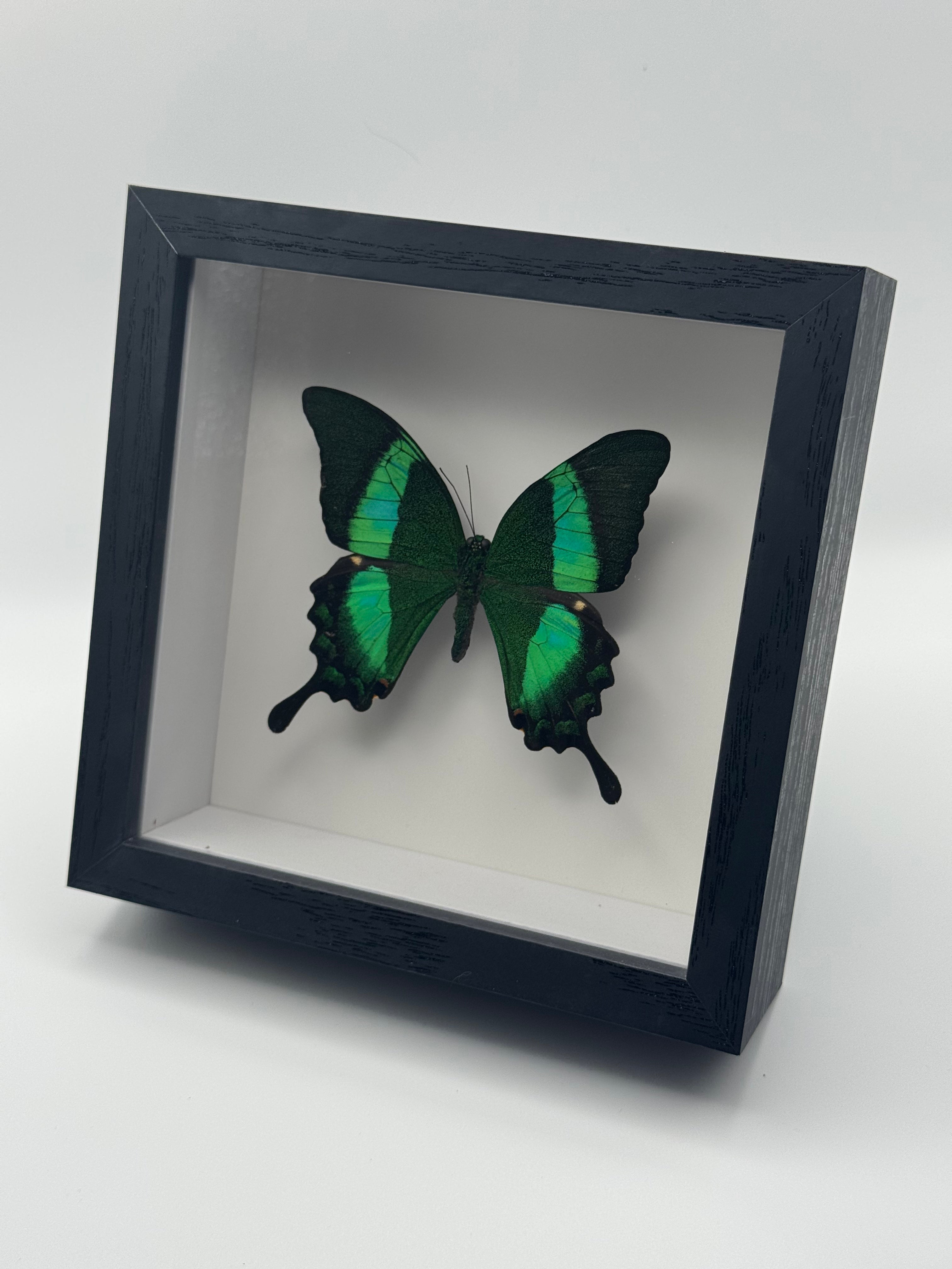 A preserved green and black butterfly mounted inside a black shadow box frame with a white interior, photographed on a clean white background.