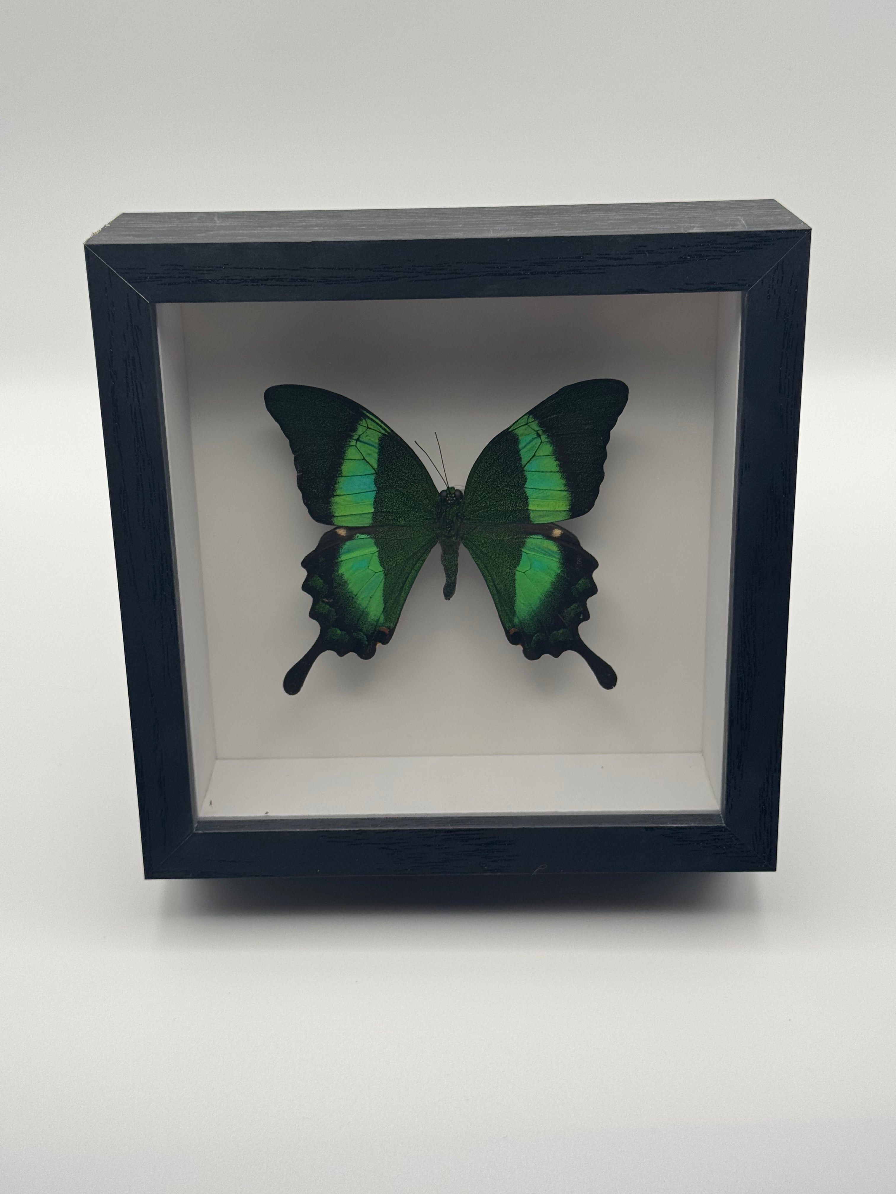 A preserved green and black Emerald Swallowtail butterfly mounted inside a square black shadow box display, photographed against a clean light gray background.
