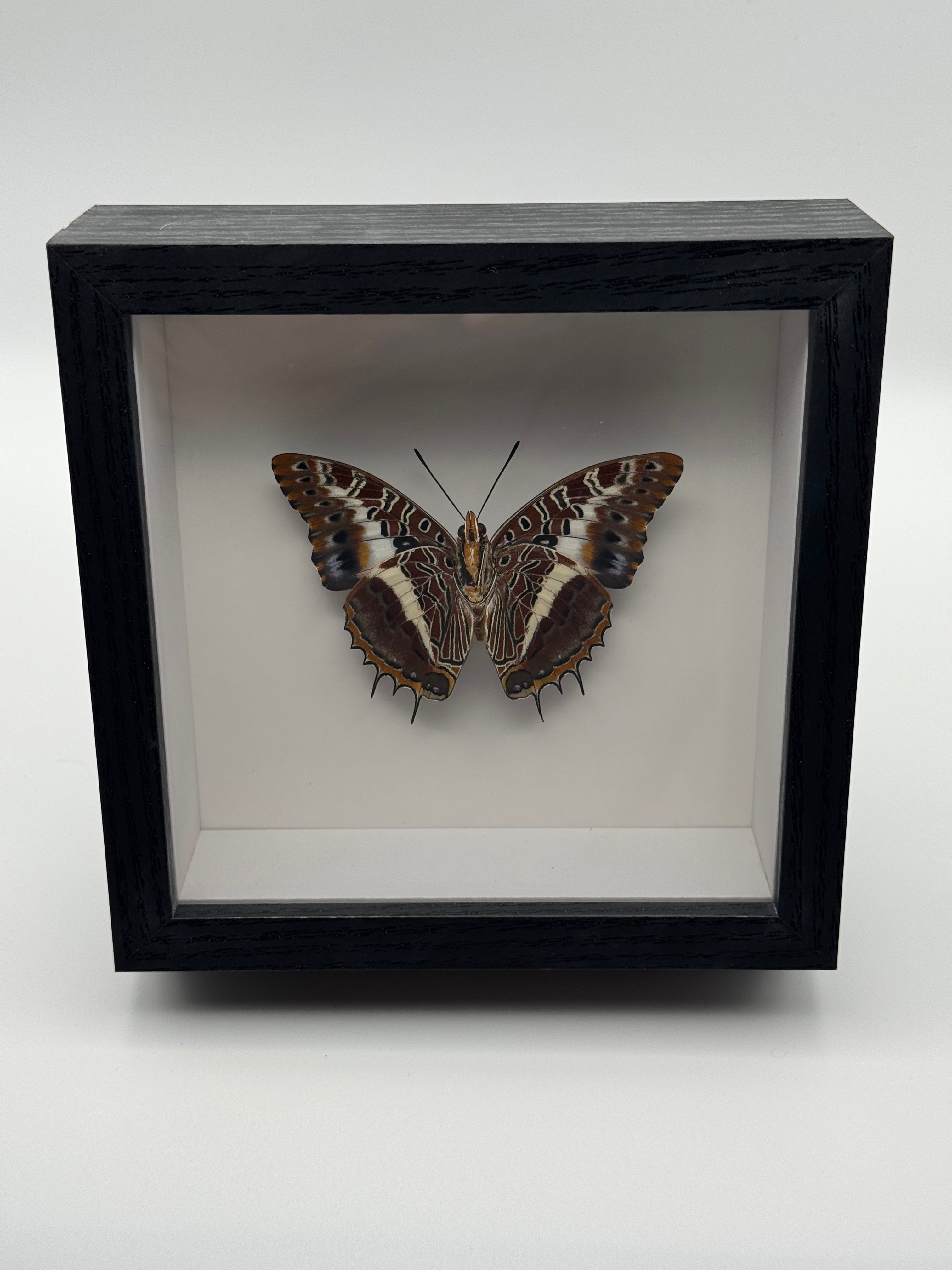 A preserved butterfly mounted inside a black shadow box display with a white interior, photographed against a light gray background.