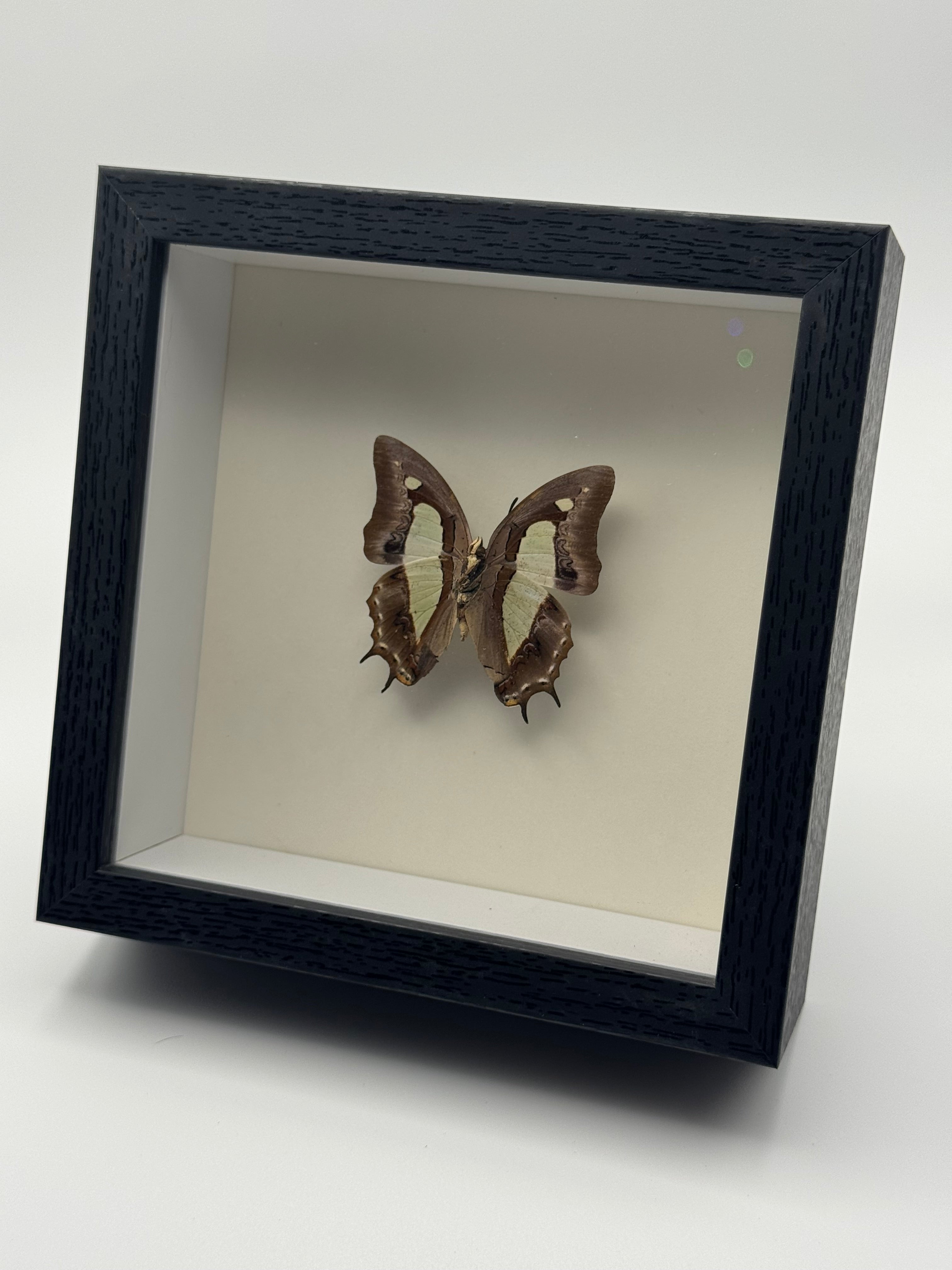 A preserved brown Common Nawab butterfly with a pale band mounted inside a square black shadow box frame with a white interior, shown at an angle against a plain light gray background.