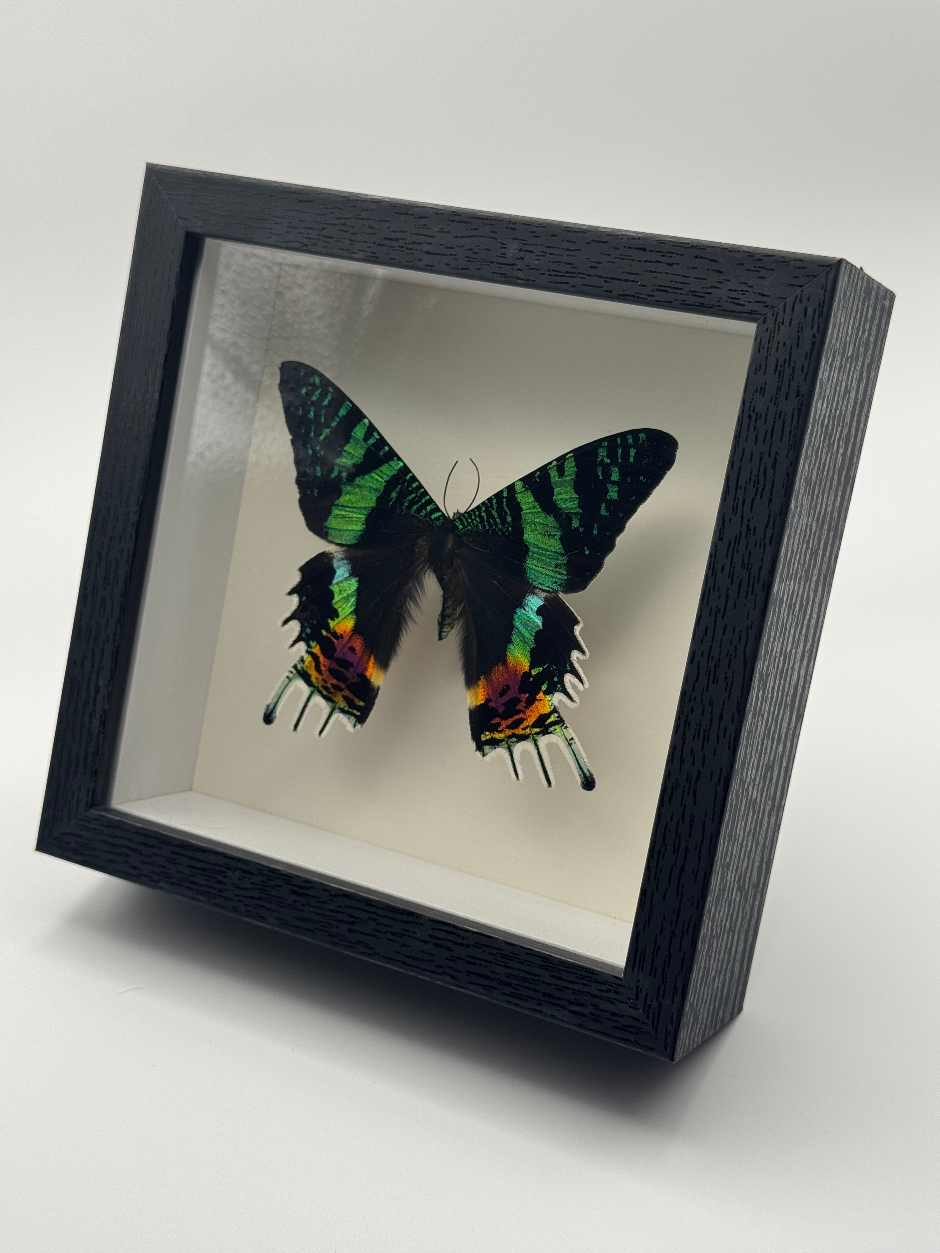 A preserved black, green, and rainbow Sunset Moth mounted inside a square black shadow box frame with a white interior, shown at an angle against a plain light gray background.