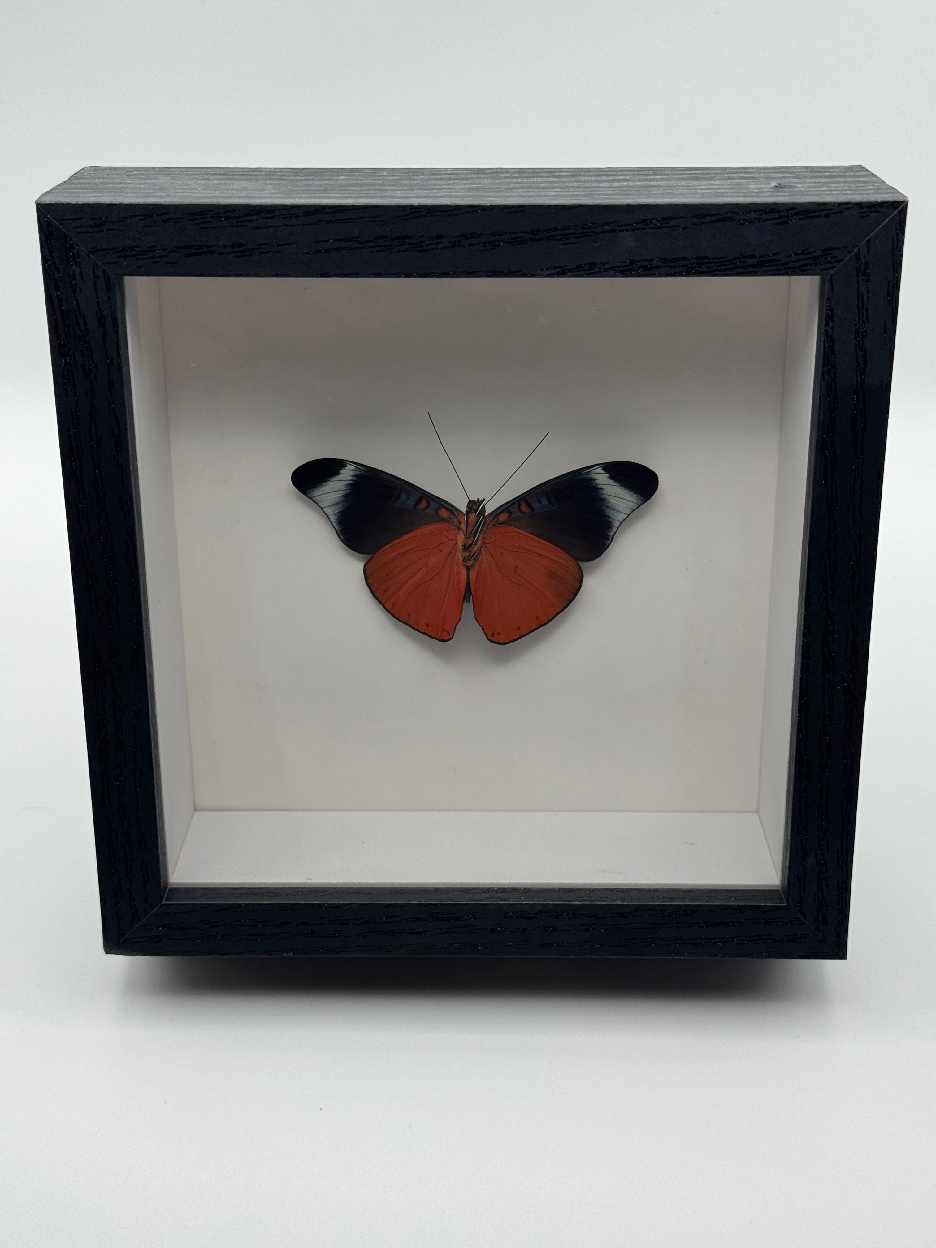 A preserved Red Flasher Butterfly mounted inside a black shadow box display with a white interior, photographed against a plain light background.