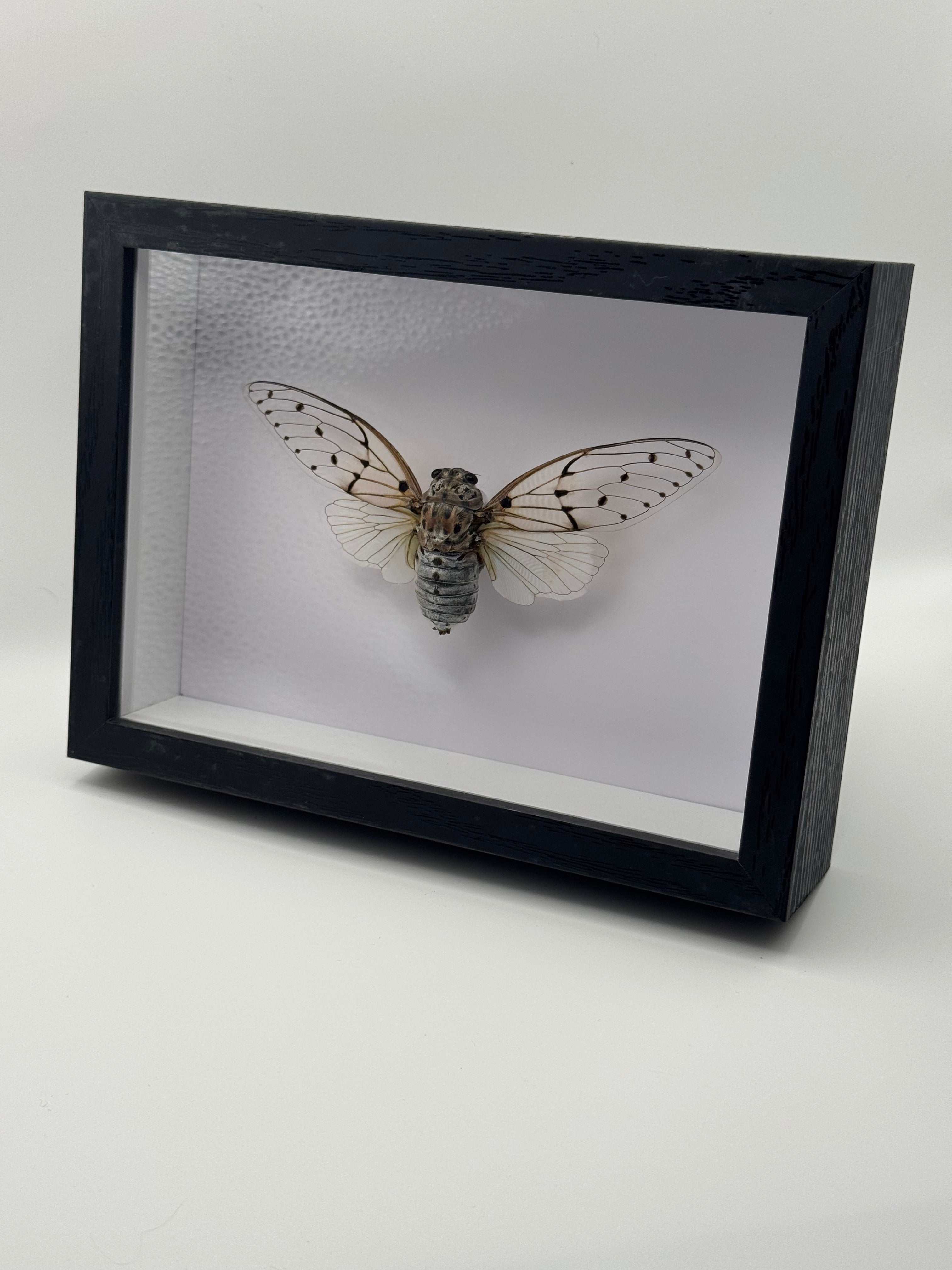 A framed taxidermy cicada specimen displayed inside a black shadow box frame against a white background.