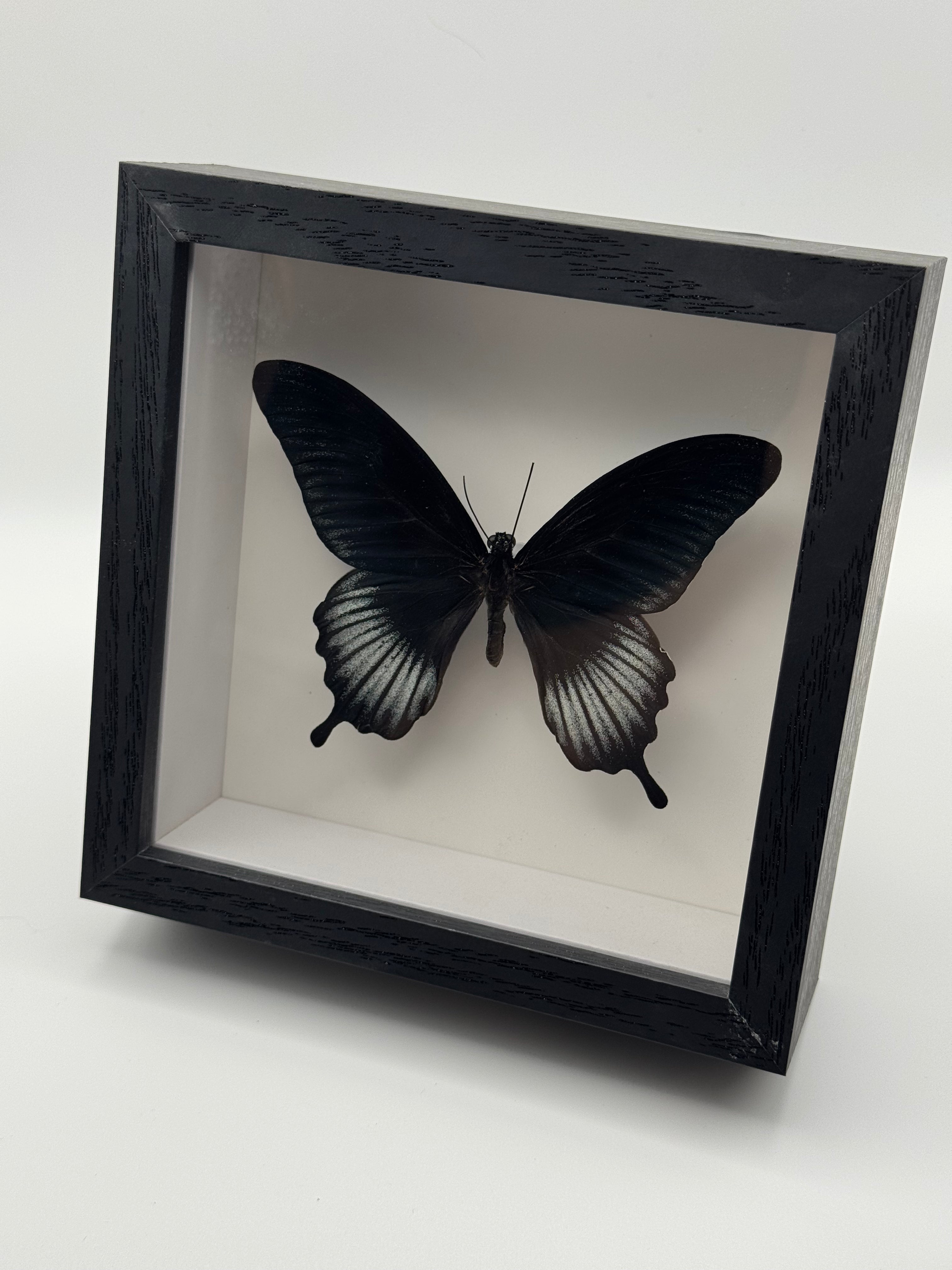 A black Great Mormon butterfly mounted in a black shadow box frame with a white interior background, photographed on a light gray studio surface.