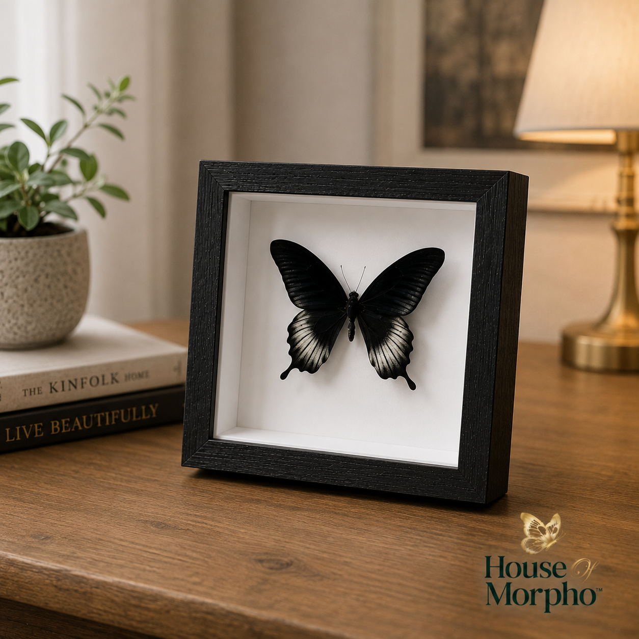 A black shadow box frame displaying a mounted black and white butterfly, set on a wooden table in a warm, softly lit room with a plant and lamp in the background. The House of Morpho logo is visible in the bottom right corner.