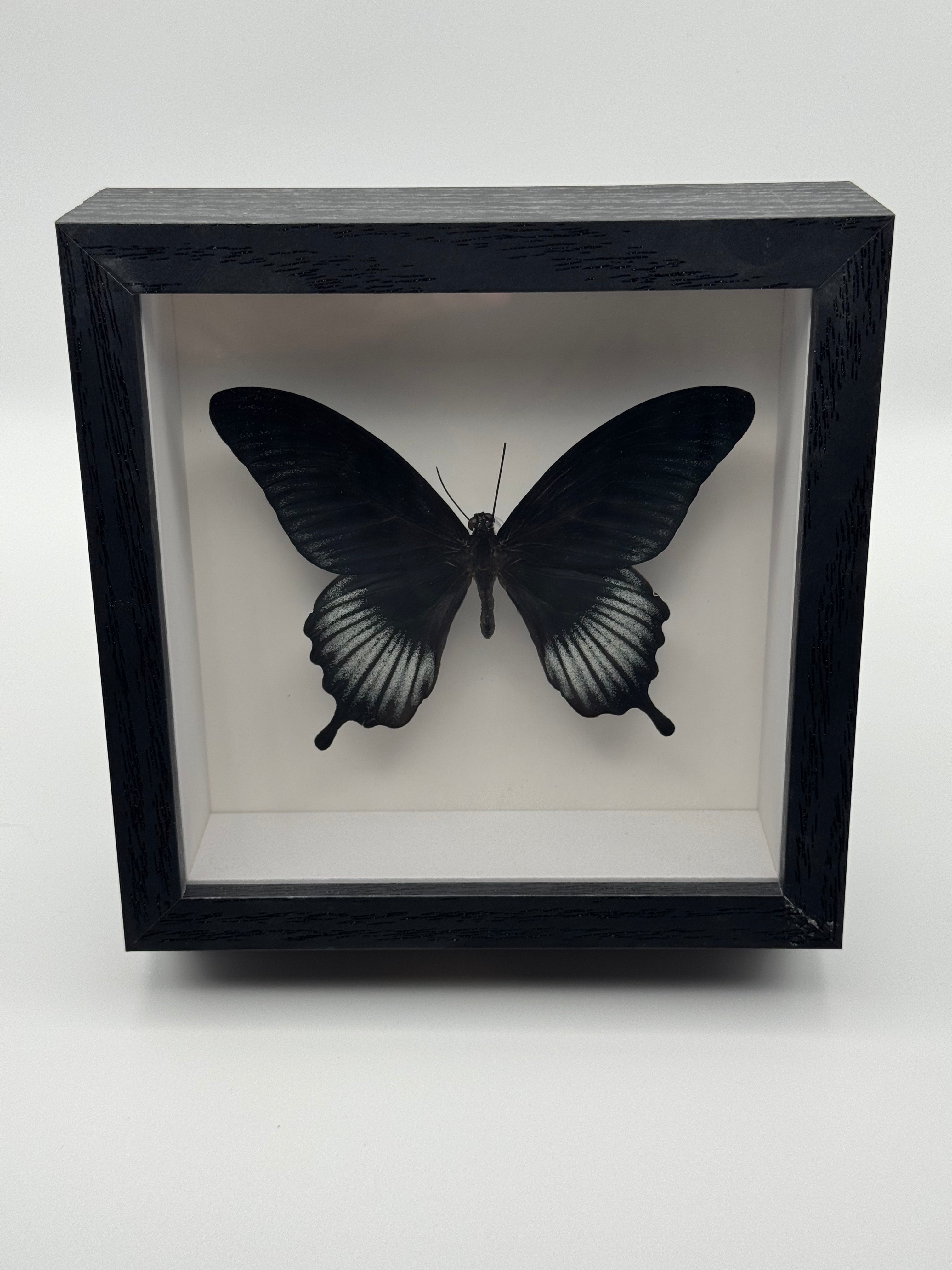 A black Great Mormon butterfly mounted inside a square black shadow box frame with a white interior, photographed against a light gray background.