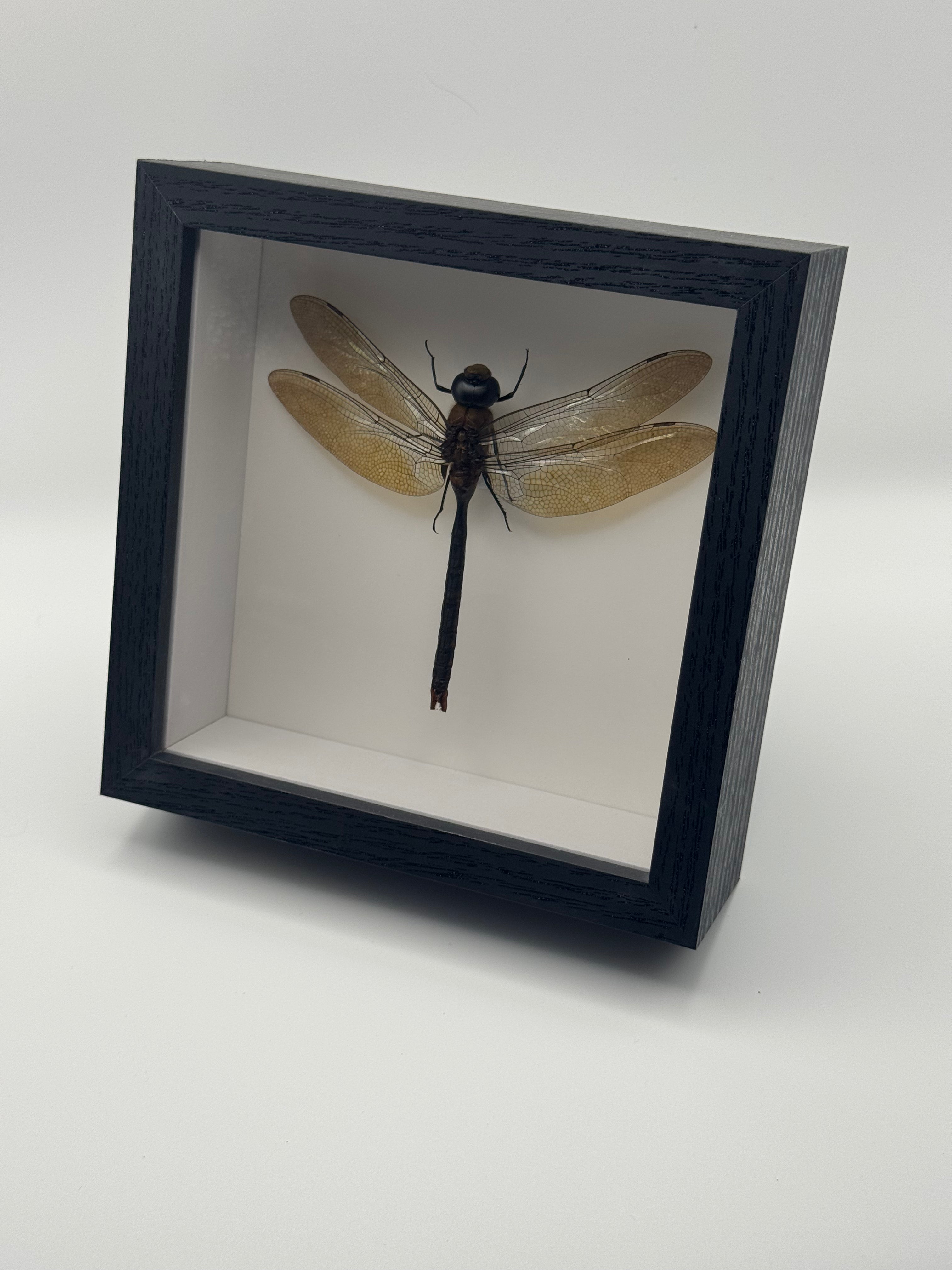 A preserved Green Emperor Dragonfly mounted inside a square black shadow box display with a white interior, photographed on a clean white background.