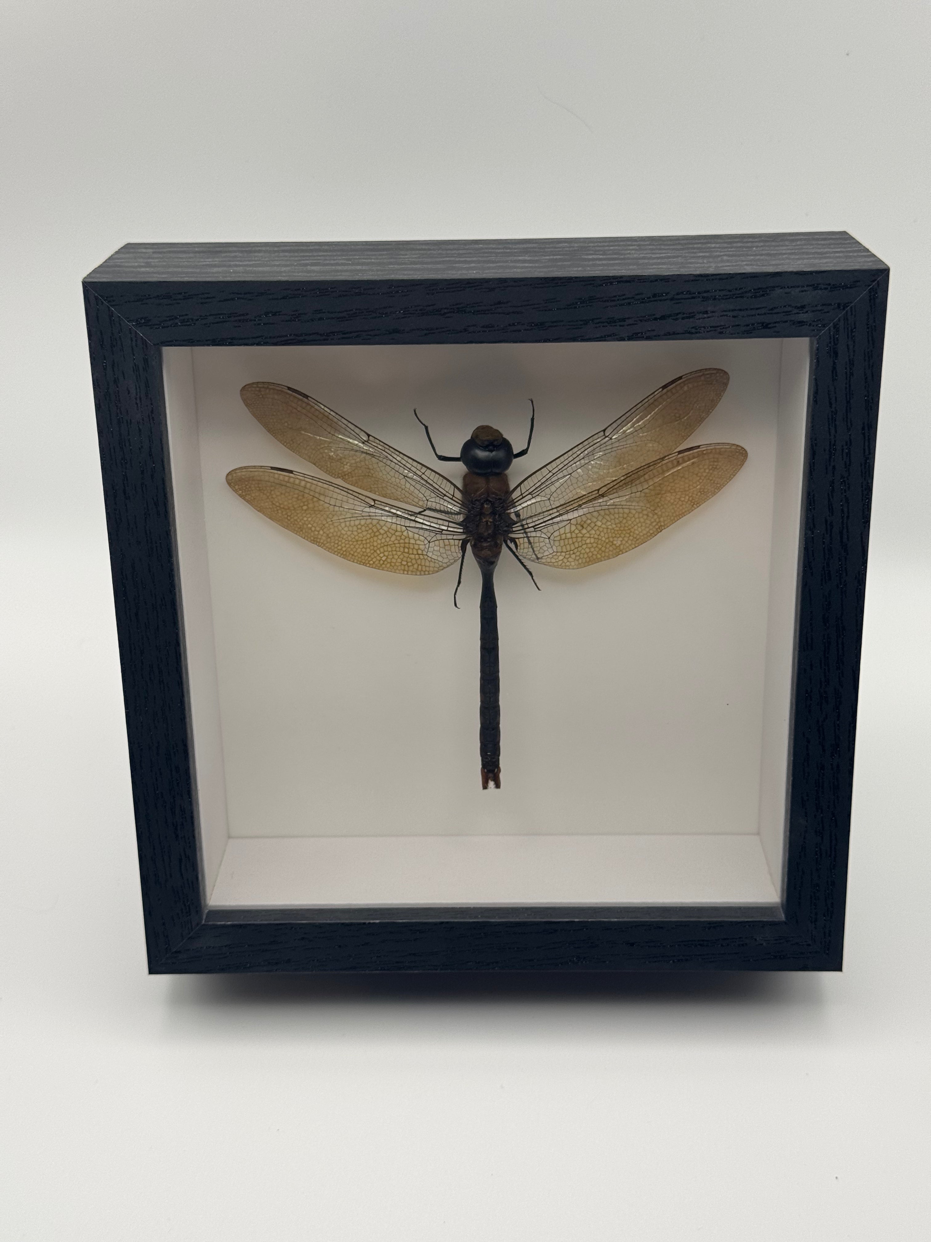 A preserved Green Emperor Dragonfly mounted inside a square black shadow box with a white interior, photographed against a plain light gray background.