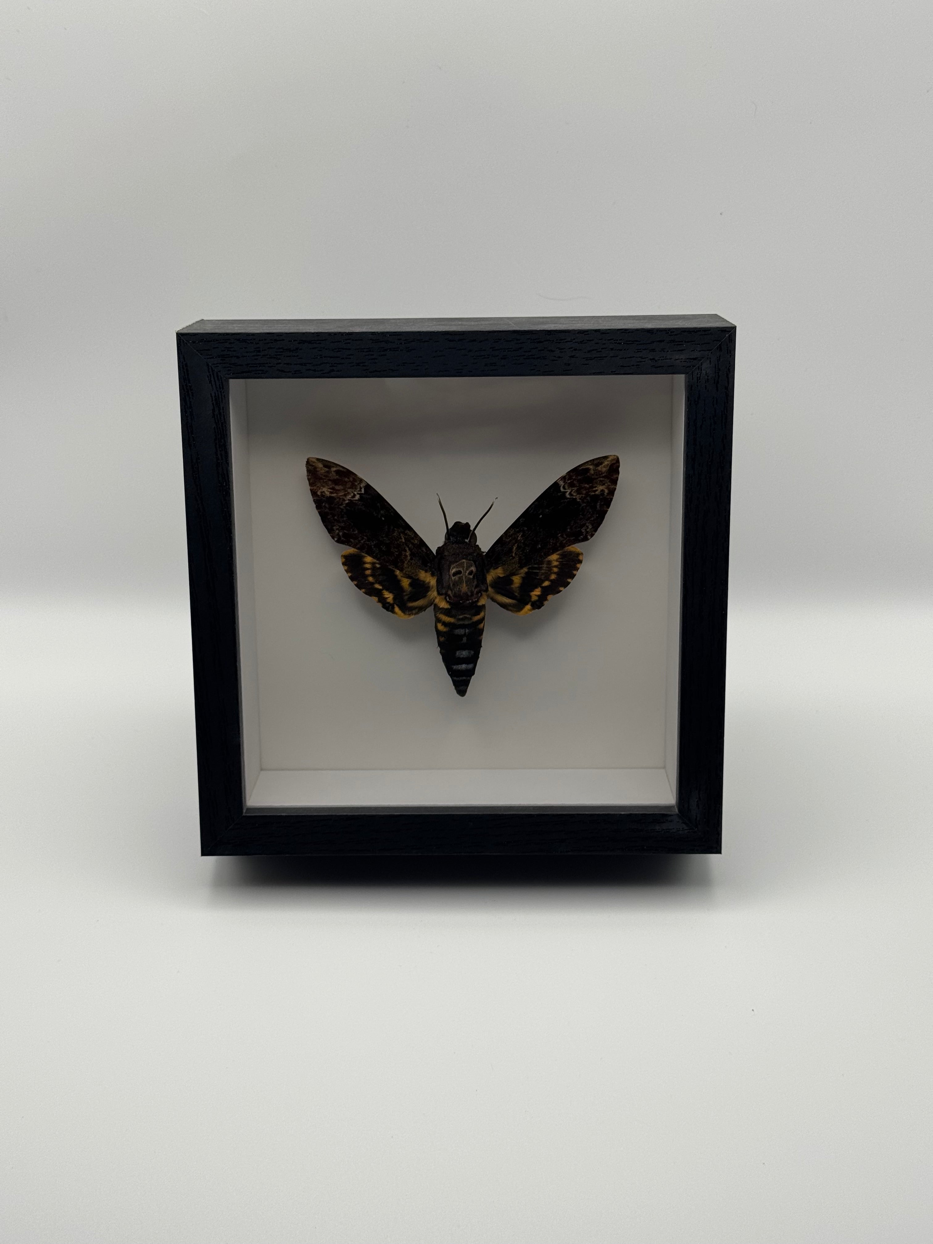 A black shadow box frame displaying a preserved moth specimen against a white background, mounted on a light gray wall.