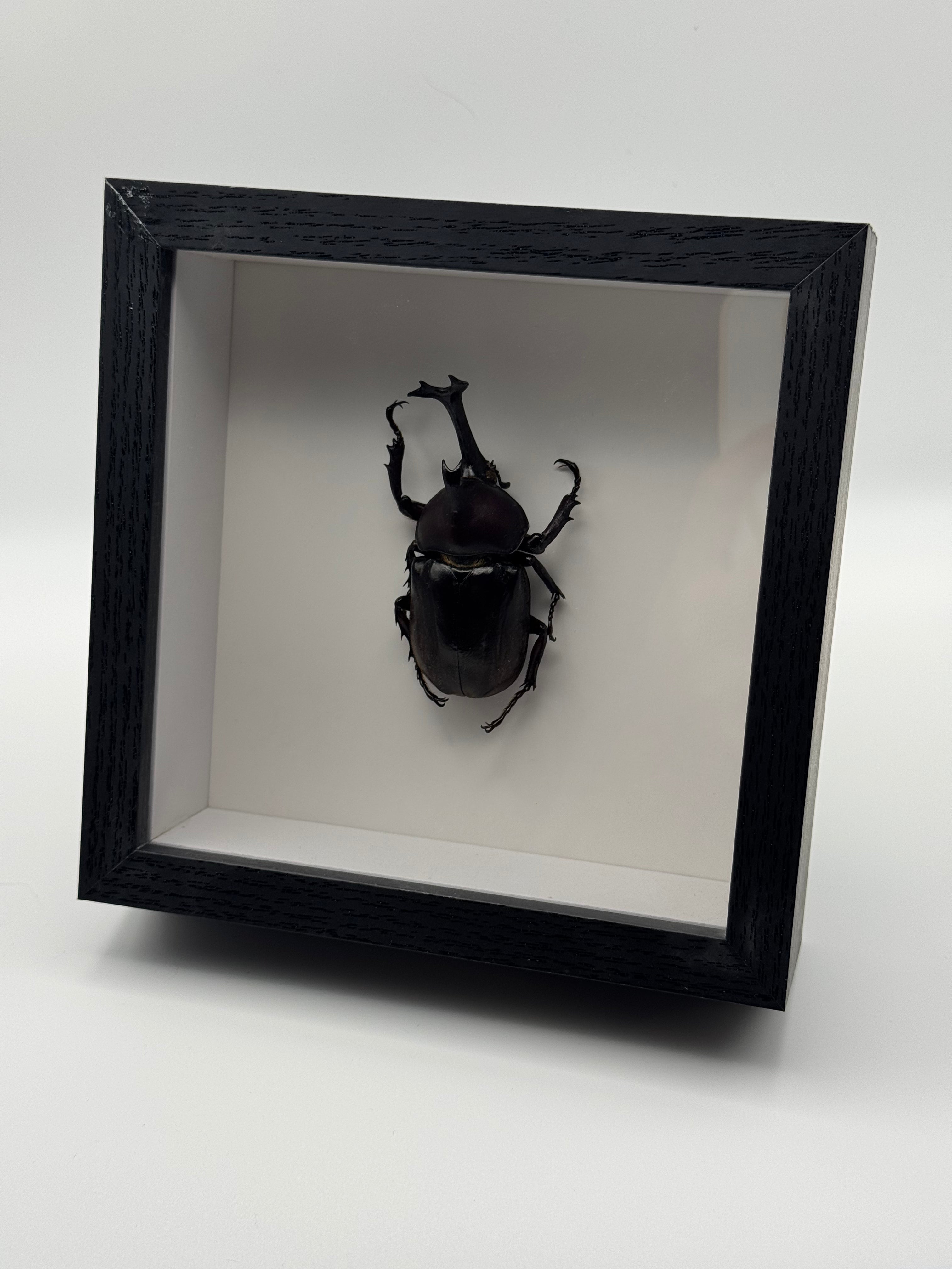 A black shadow box display case containing a mounted black beetle on a white background, photographed on a light gray studio surface.