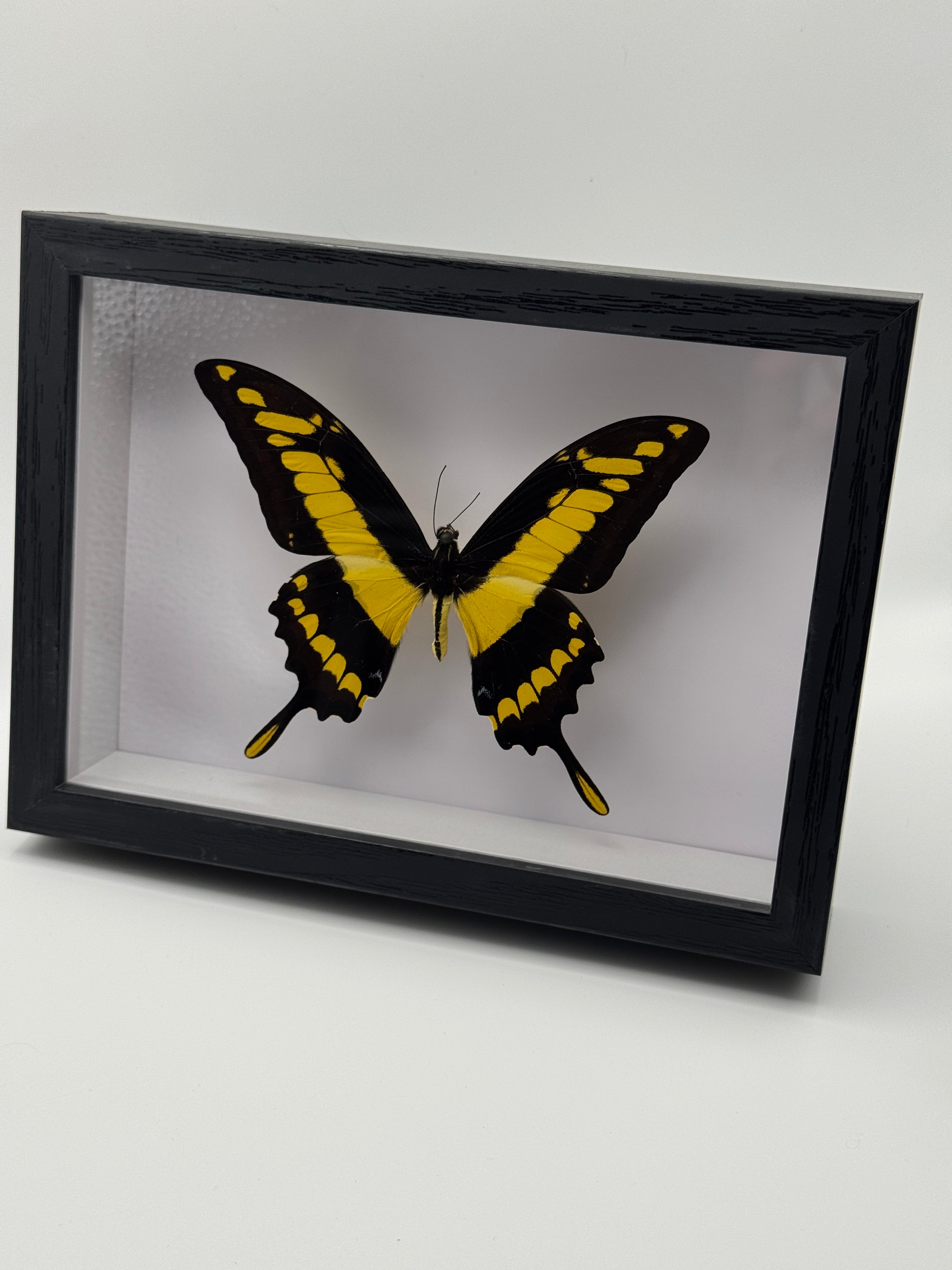 A black shadow box frame displaying a preserved yellow and black swallowtail butterfly on a white background, photographed on a light gray surface.