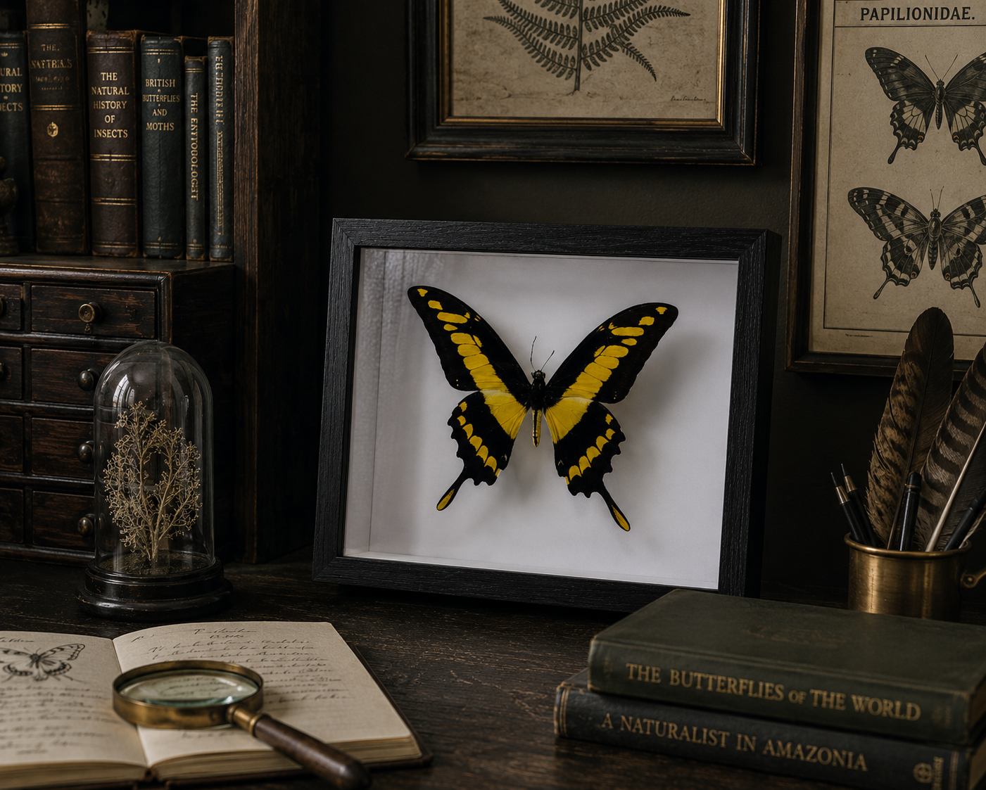 A framed butterfly taxidermy specimen with yellow and black wings displayed on a white background, set on a dark wooden desk surrounded by vintage books, a magnifying glass, and botanical frames.