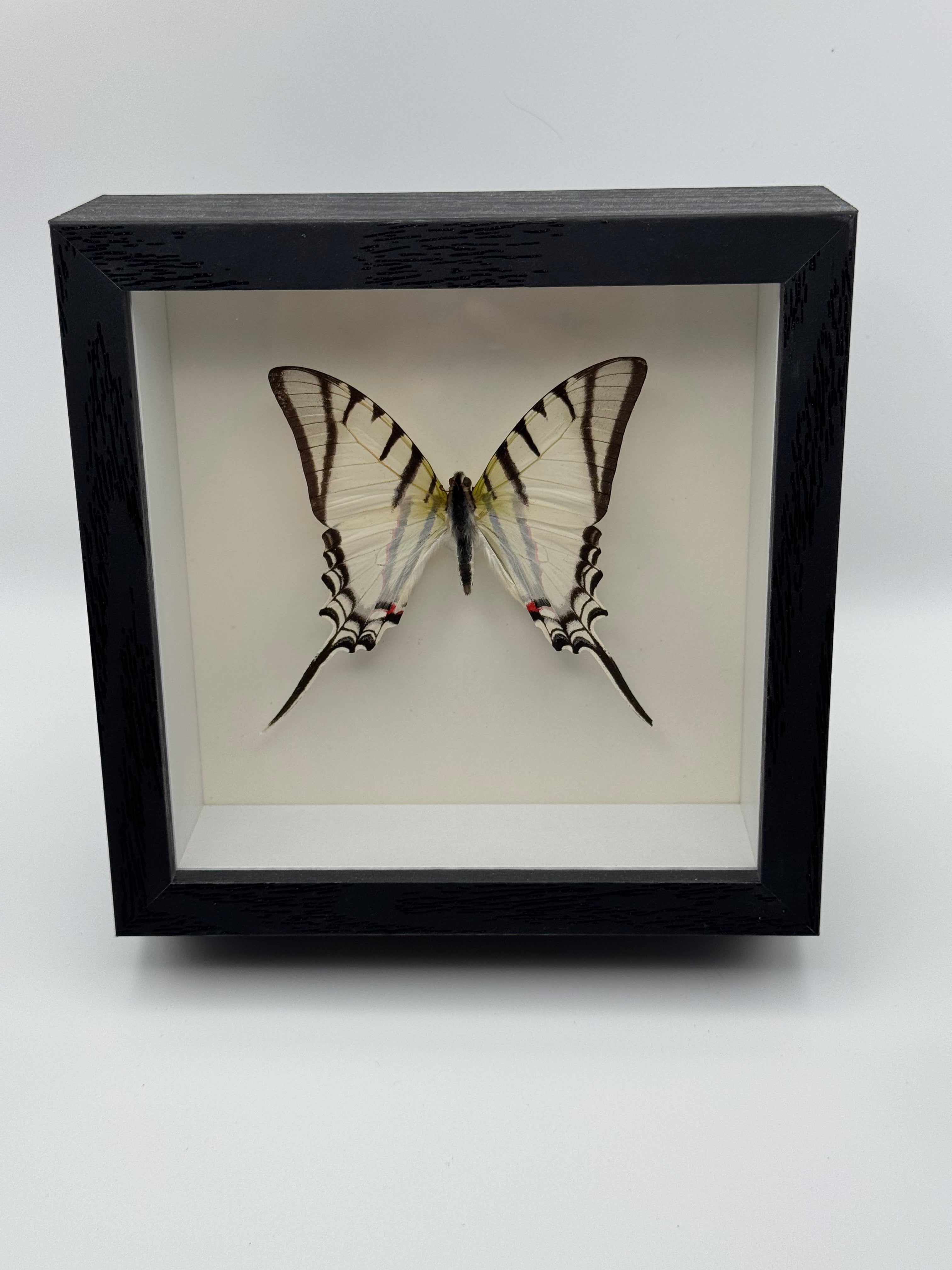A preserved Mexican Kite Swordtail Butterflty mounted inside a black shadow box frame with a white interior, photographed against a plain light gray background.