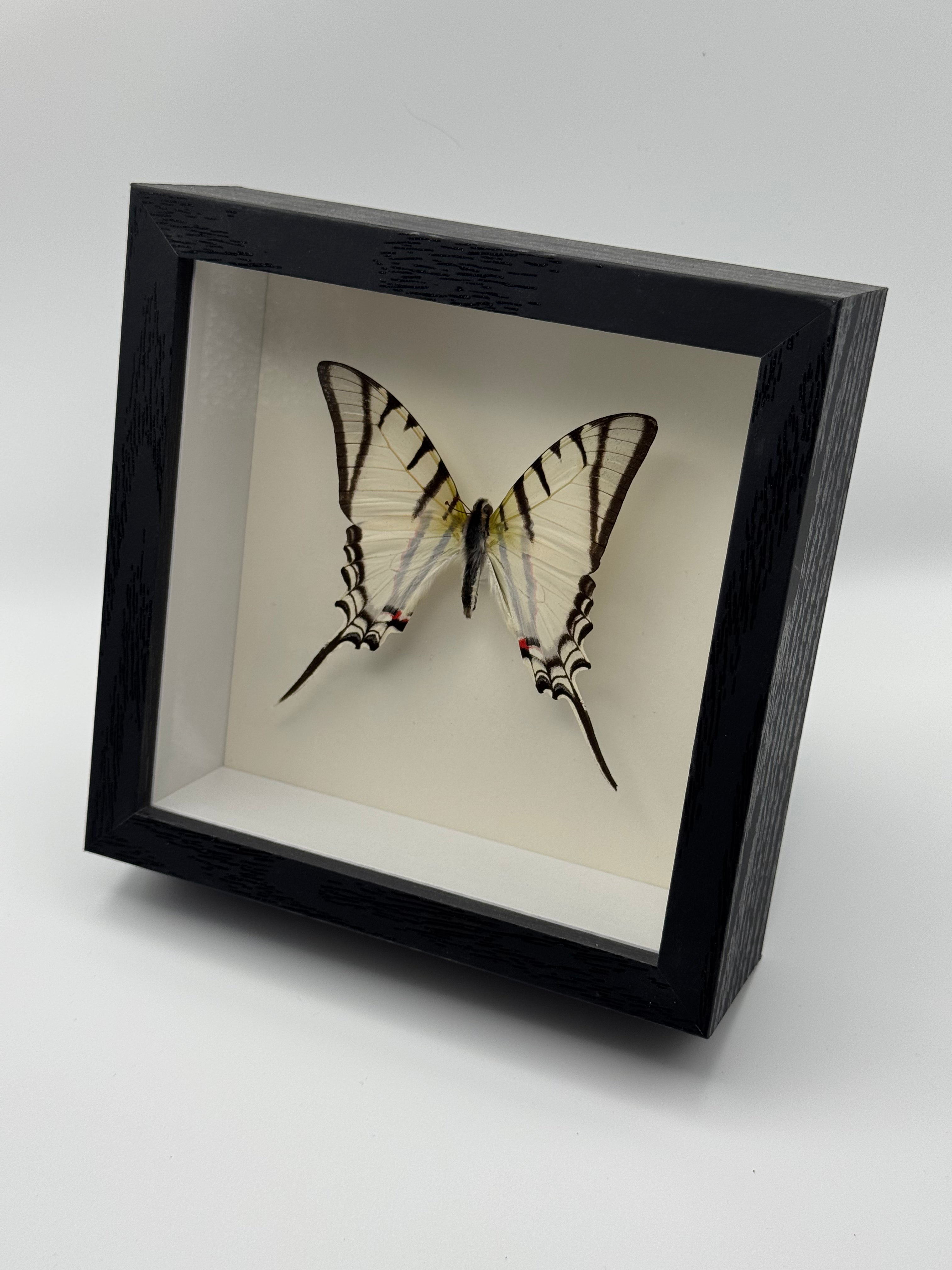 A black shadow box display case containing a preserved Mexican Kite Swordtail Butterfly specimen on a white background, photographed on a light gray studio surface.