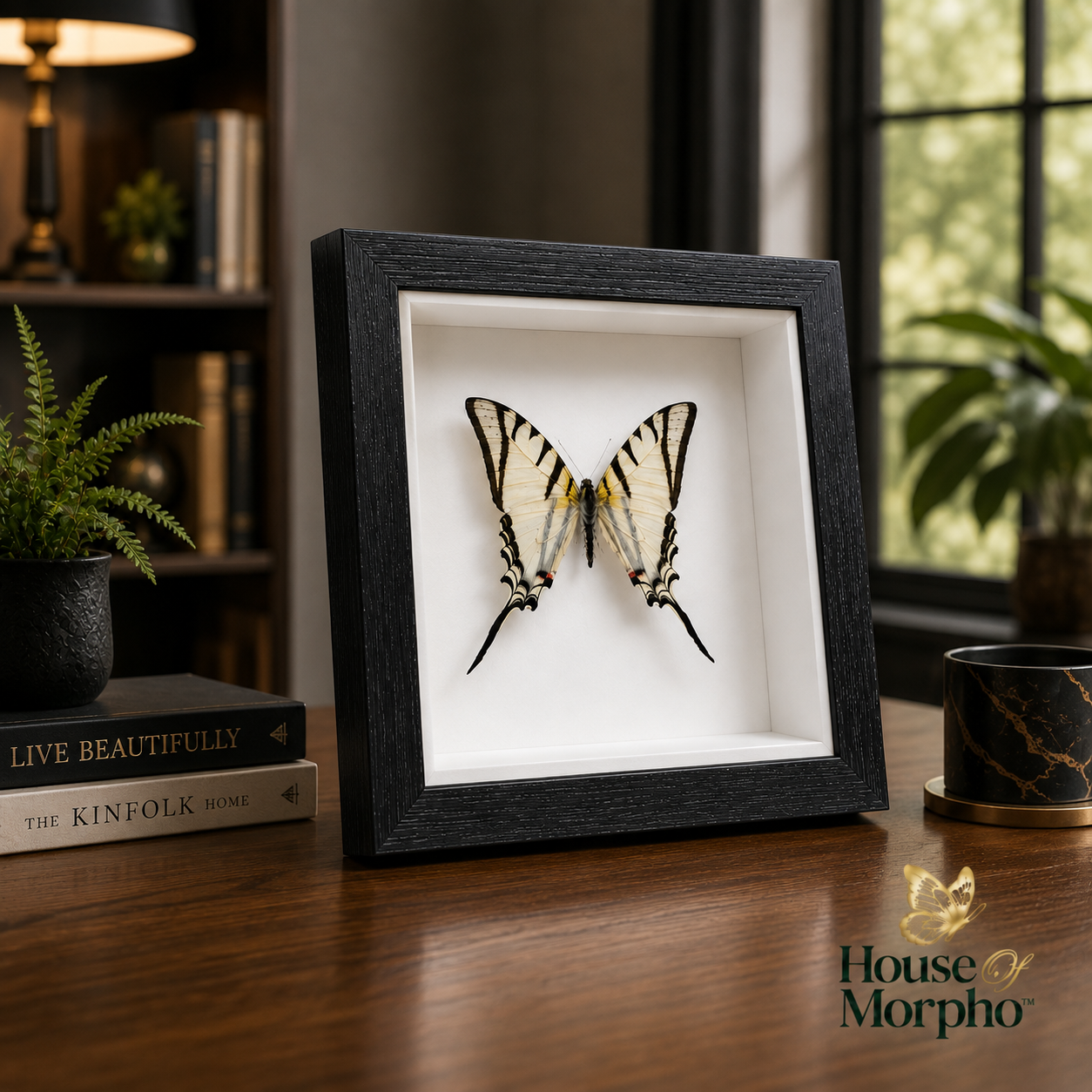 A framed butterfly taxidermy display sits on a wooden table in a styled interior setting with books, a plant, and a window in the background. The black frame contains a preserved butterfly with cream, yellow, and black wings on a white backing.