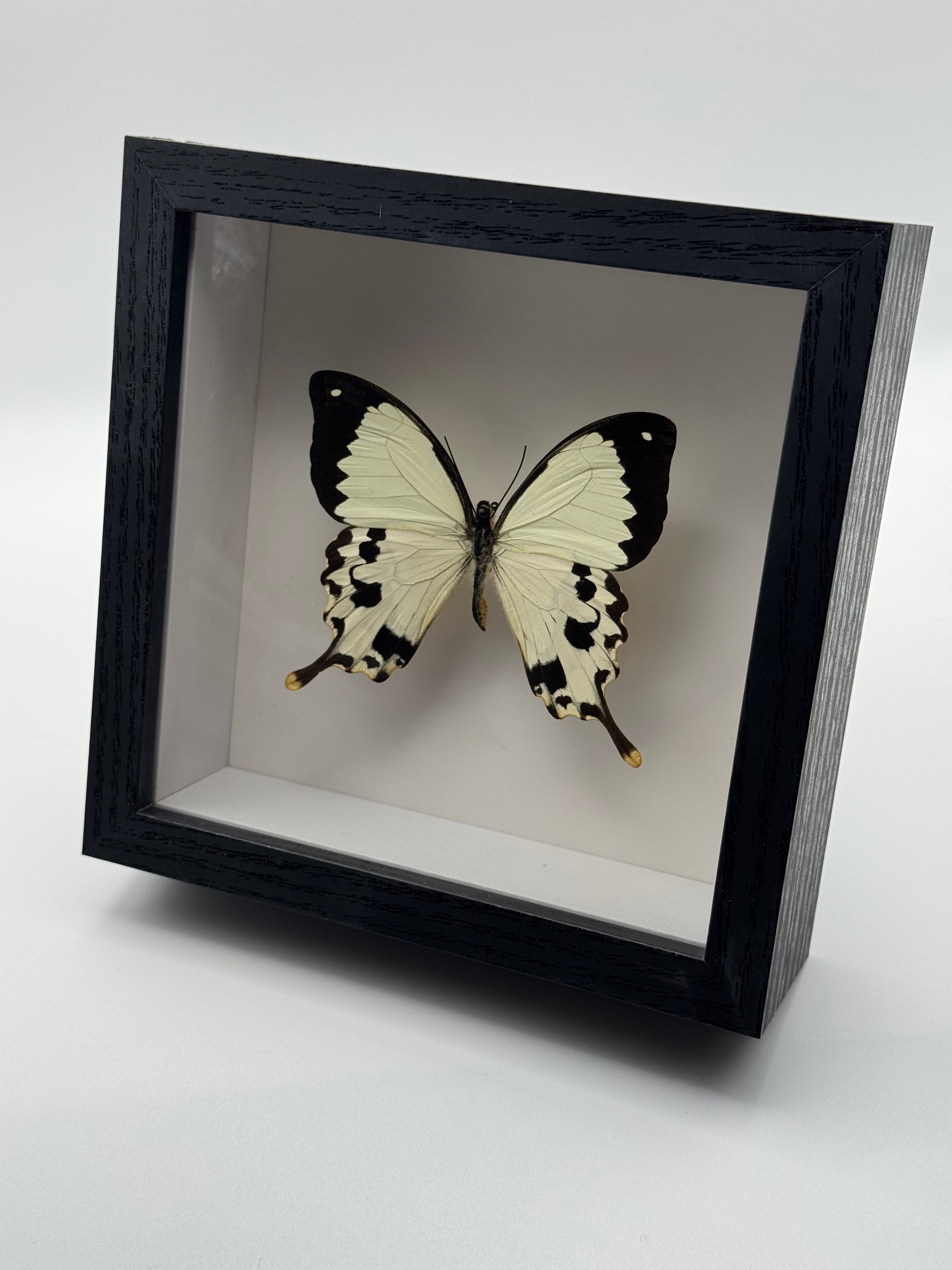 A preserved Mocker Swallowtail butterfly mounted inside a black shadow box frame with a clear front cover, photographed on a light gray studio background.
