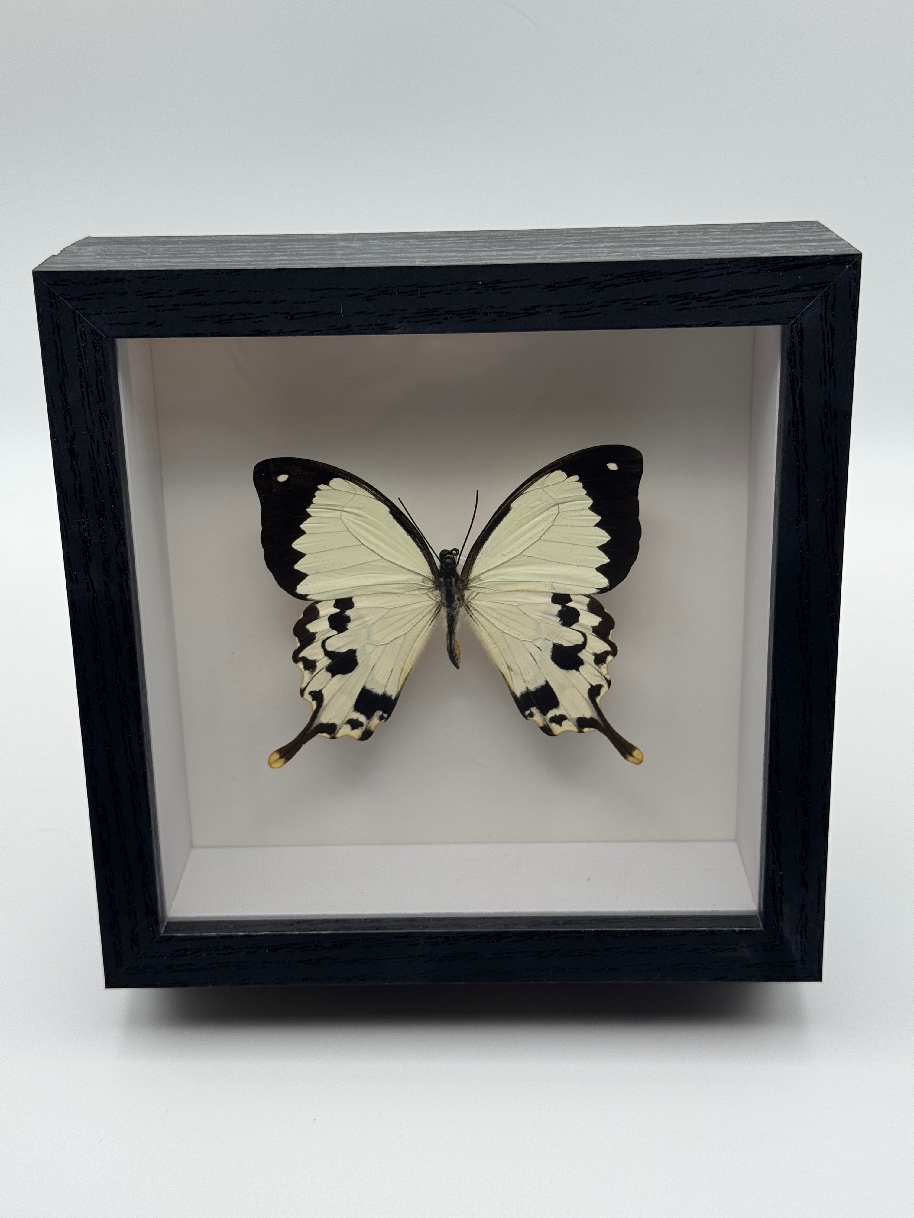 A preserved Mocker Swallowtail butterfly mounted inside a black shadow box display with a white interior, photographed against a light gray studio background.