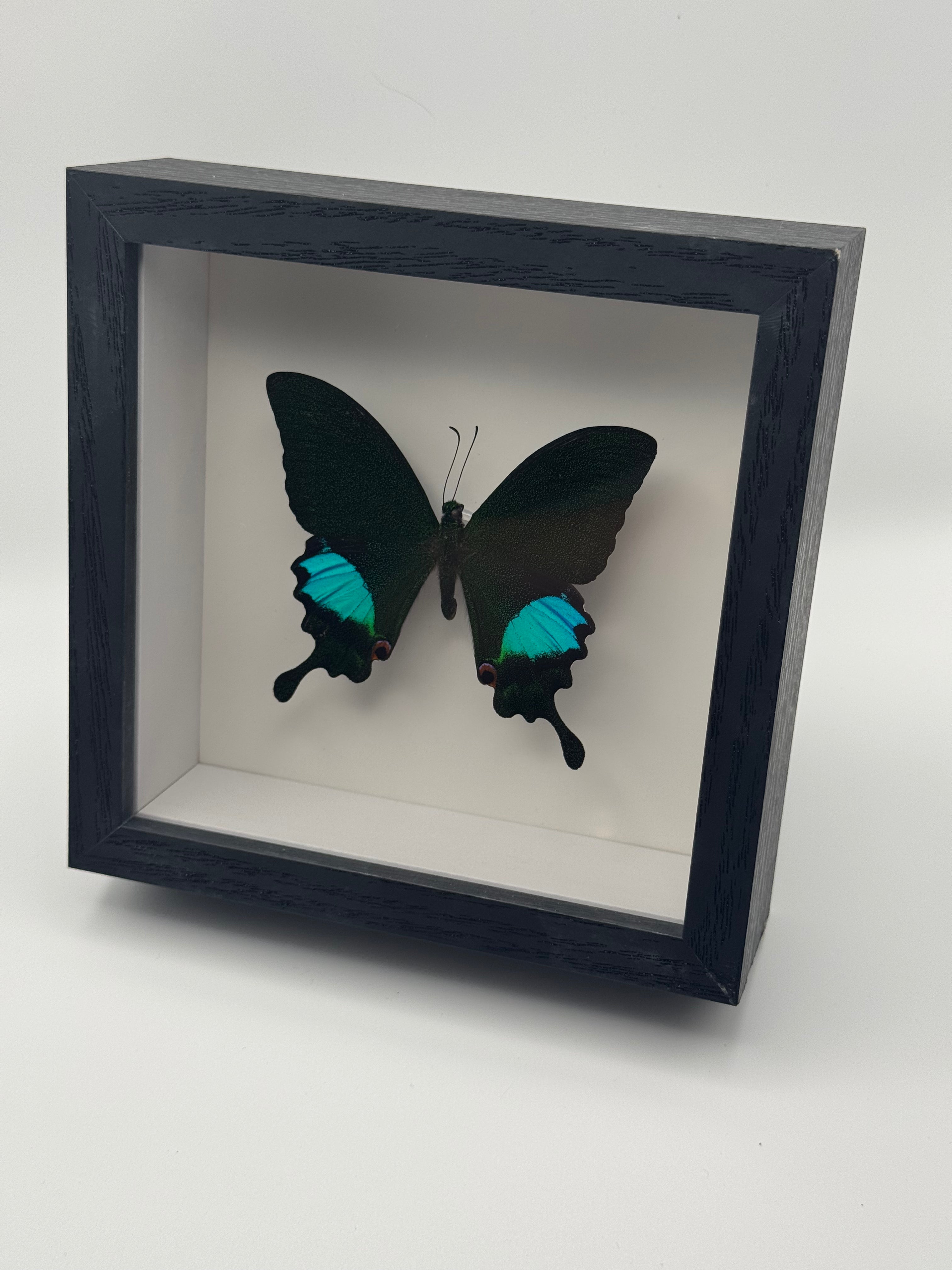 A black Paris Peacock Swallowtail mounted in a square black shadow box display against a white background.