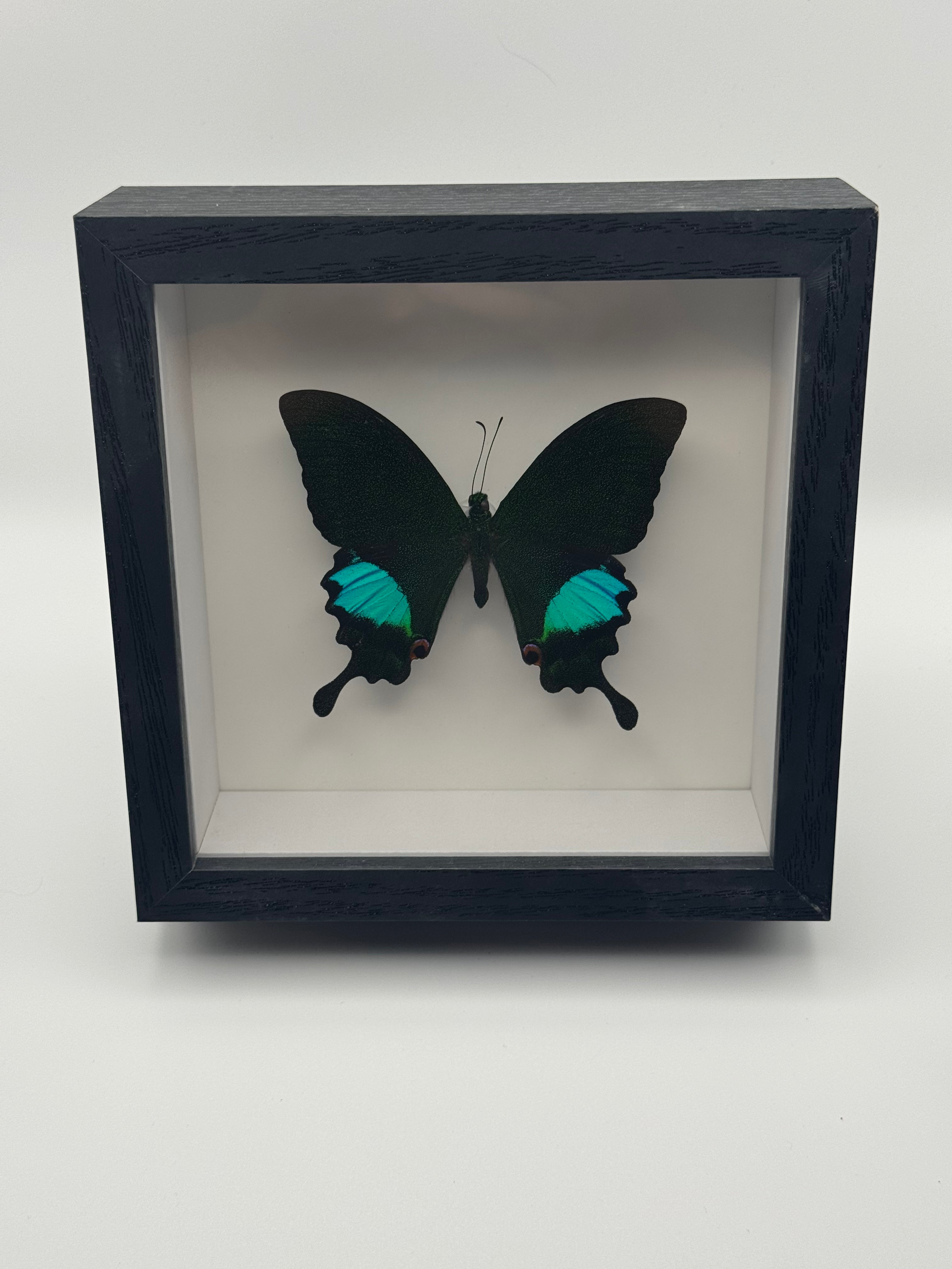 A black shadow box frame displaying a preserved Paris Peacock Swallowtail butterfly with black wings and bright turquoise-blue hindwings, set against a plain light gray background.