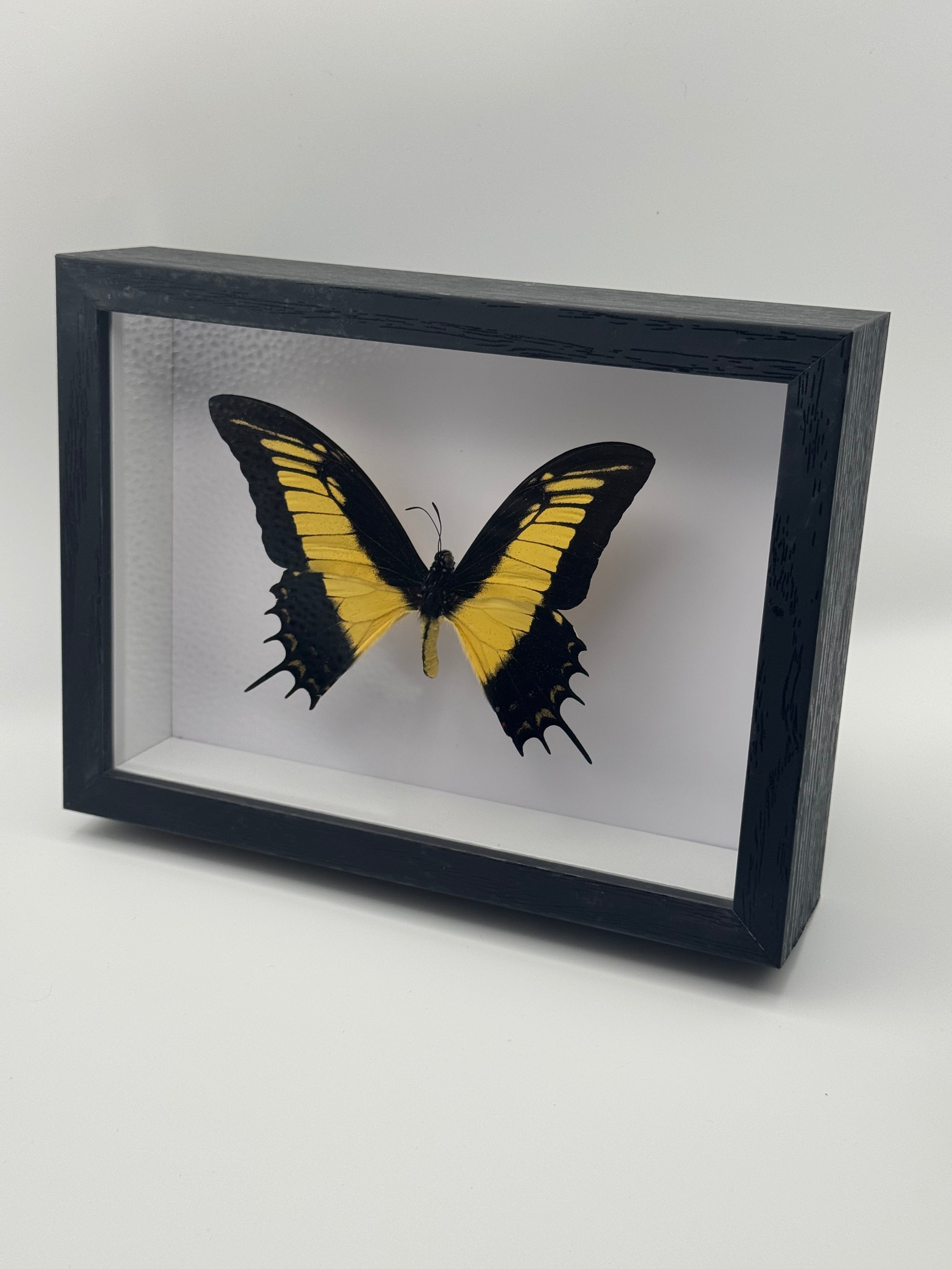 A preserved Queen Swallowtail butterfly taxidermy display mounted inside a black shadow box frame, photographed on a clean light gray studio background.