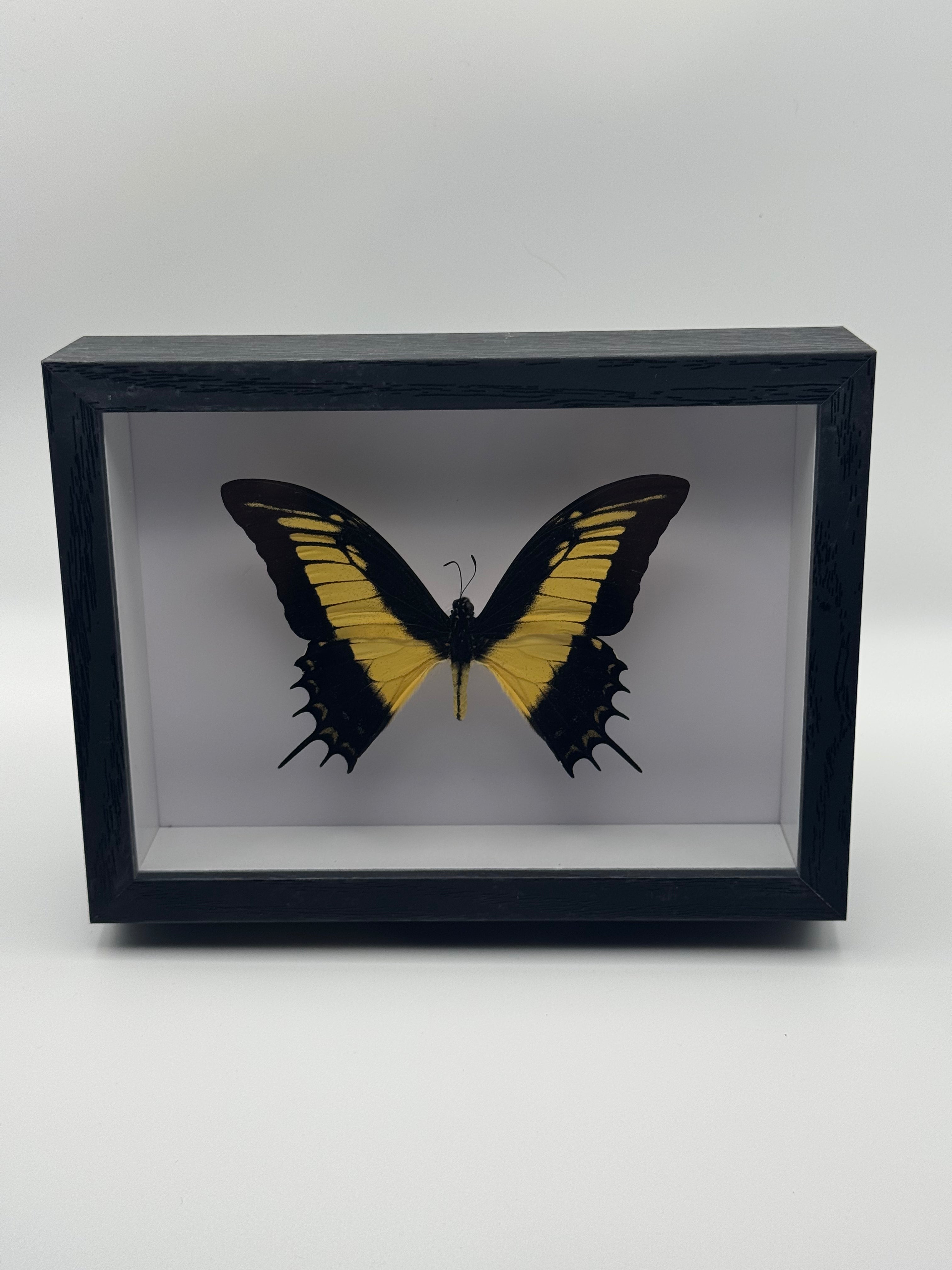 A preserved butterfly taxidermy specimen mounted inside a black shadow box frame, photographed against a plain light gray background.
