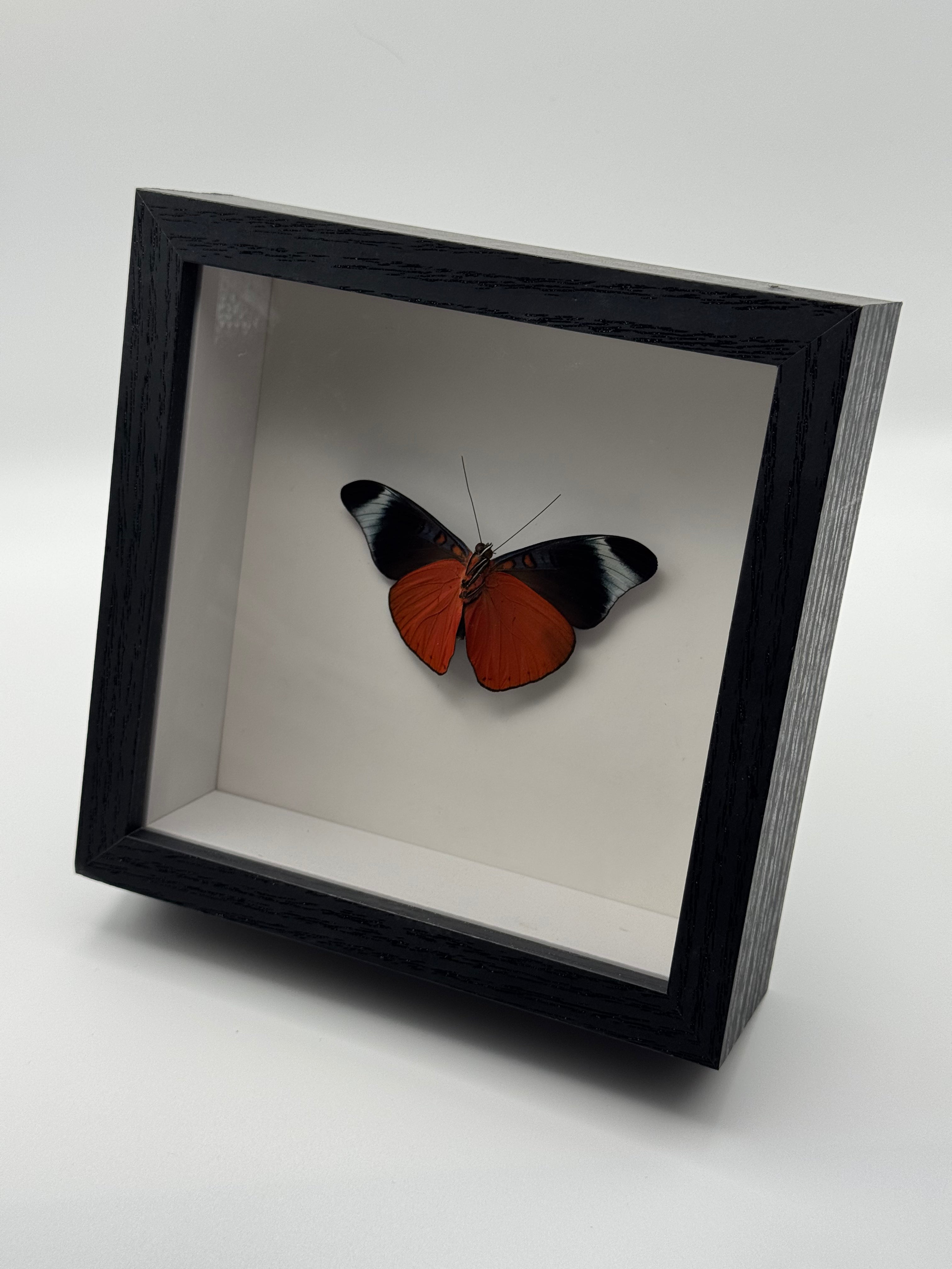 A framed butterfly taxidermy display with a black shadow box frame and a white interior, showcasing a butterfly with orange-red and black wings on a neutral gray background.
