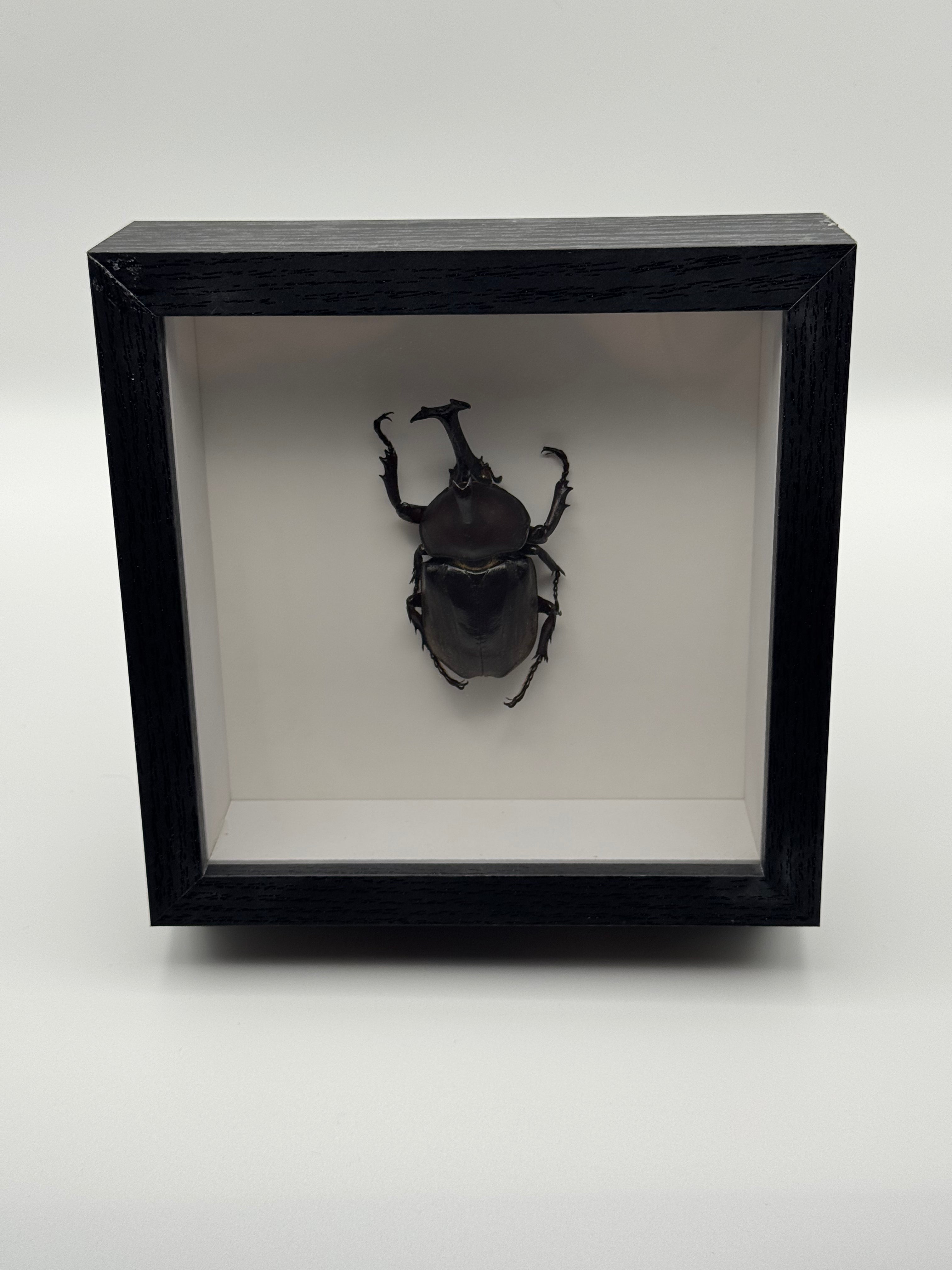A black shadow box frame displaying a mounted Japanese Rhino dark beetle on a white background, photographed against a light gray studio backdrop.