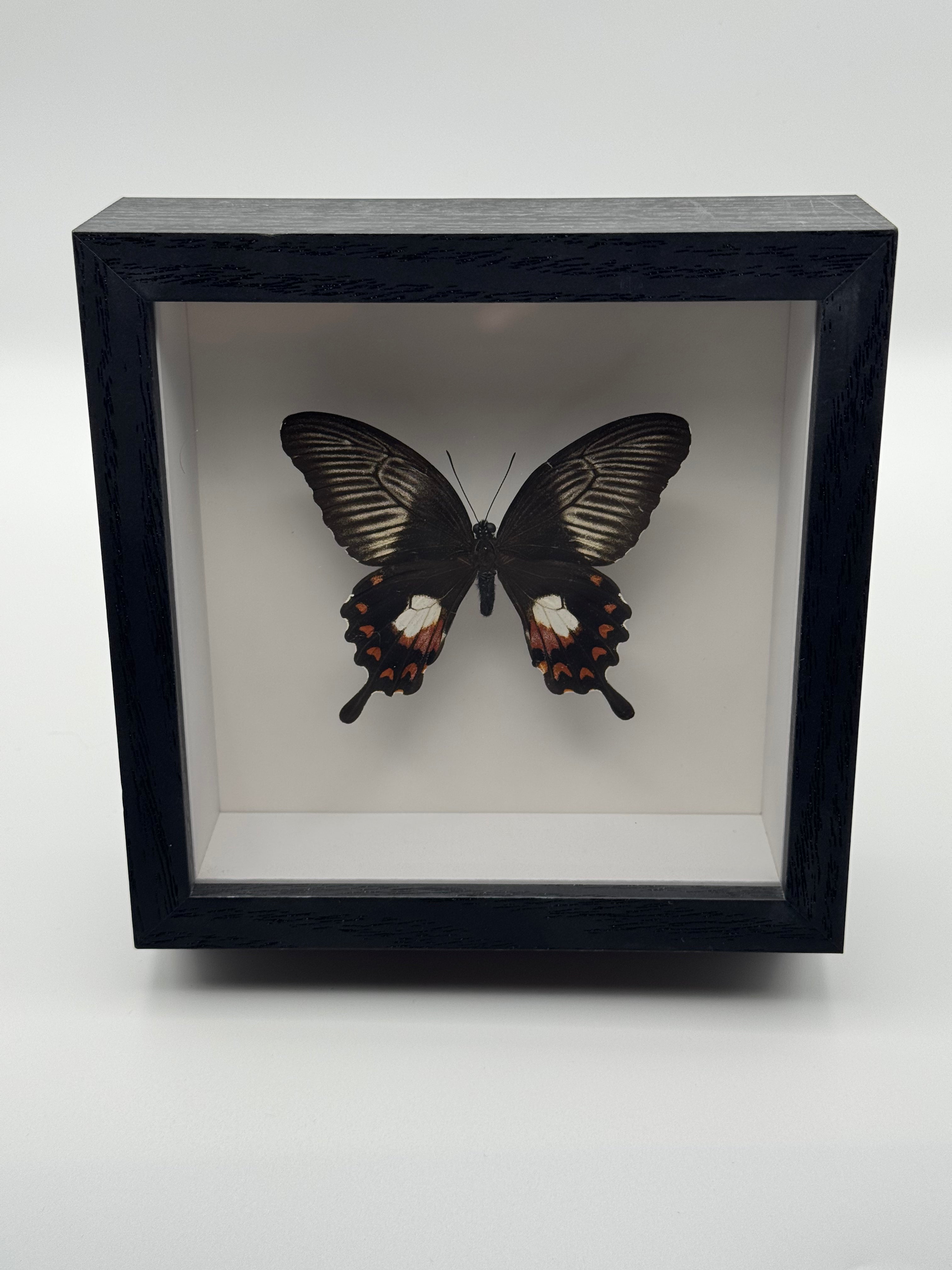 A black shadow box display case containing a preserved Common Rose butterfly specimen on a white background, photographed against a light gray studio backdrop.
