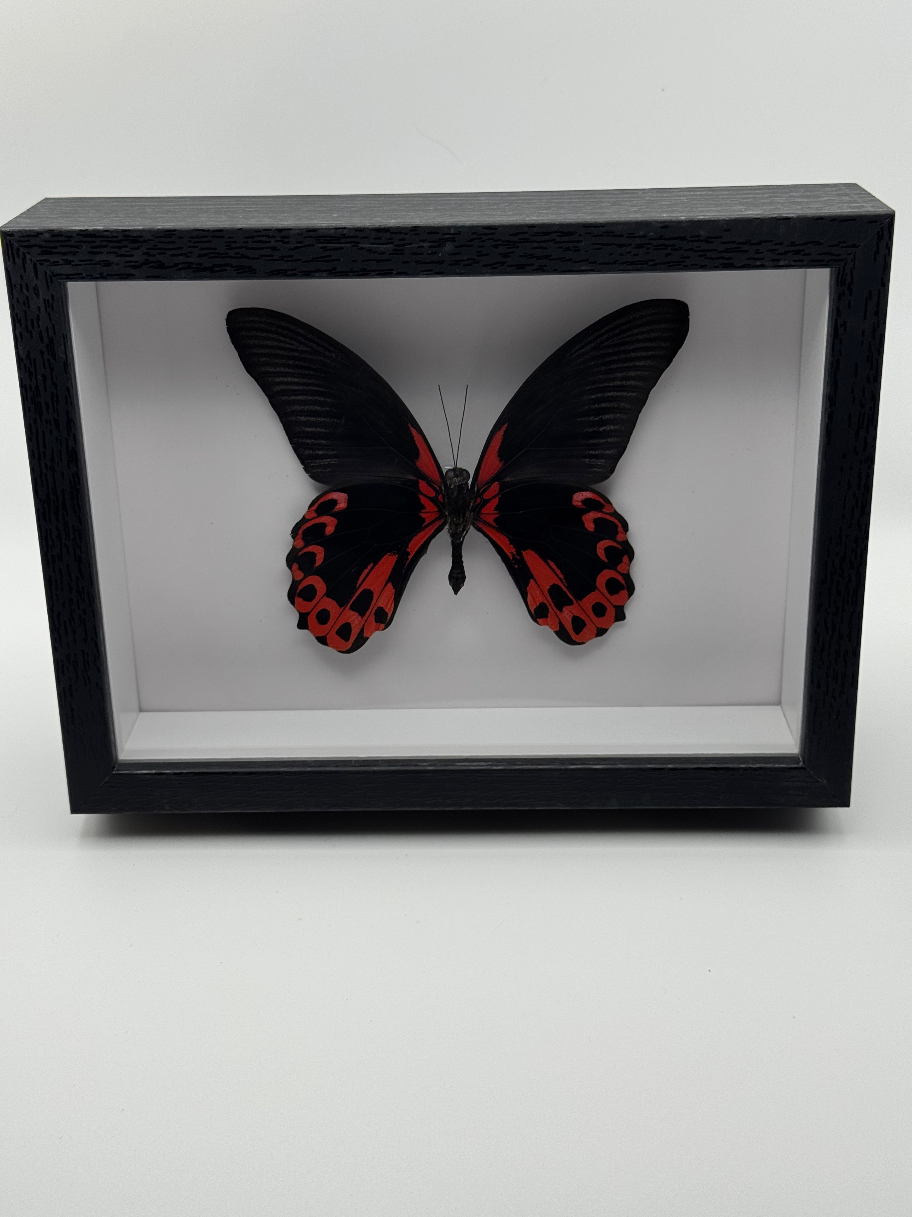 A preserved butterfly mounted inside a black shadow box frame with a white interior, photographed against a plain light background.