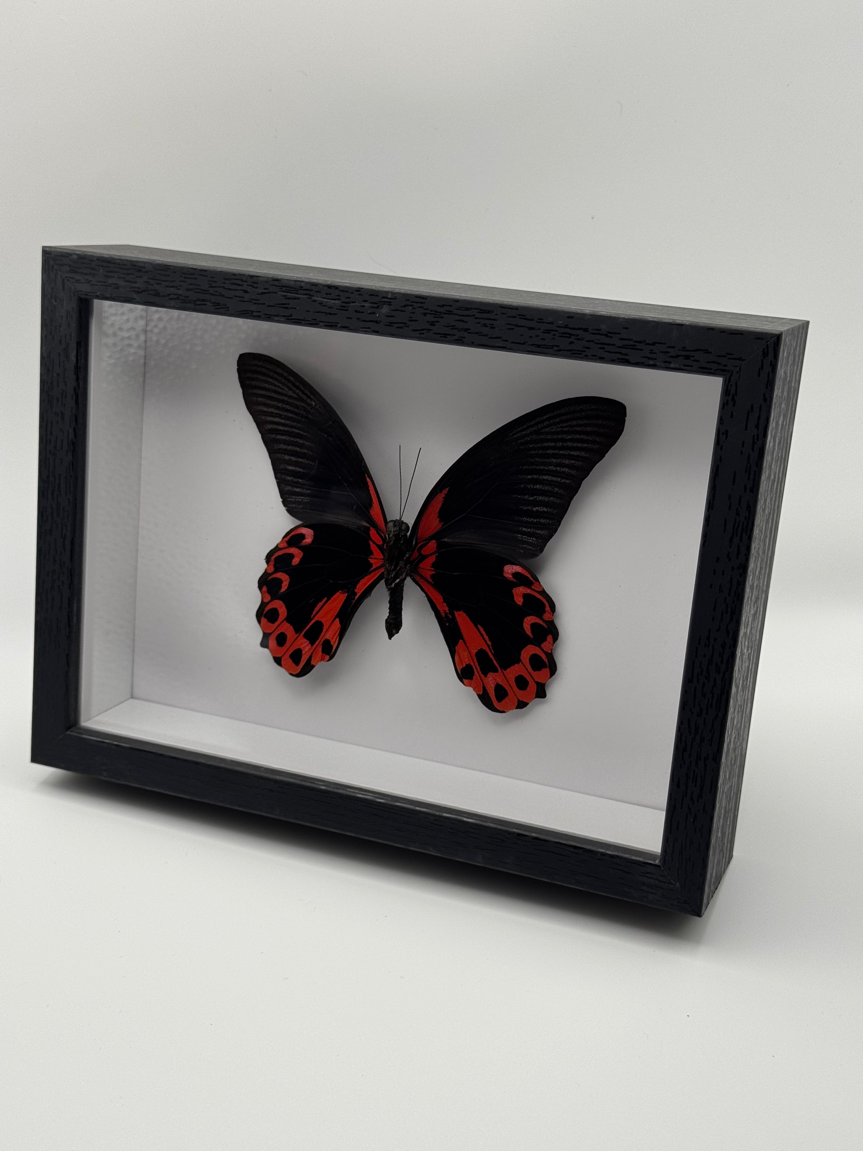 A black shadow box frame displaying a preserved red and black butterfly on a white background, photographed on a light gray studio surface.