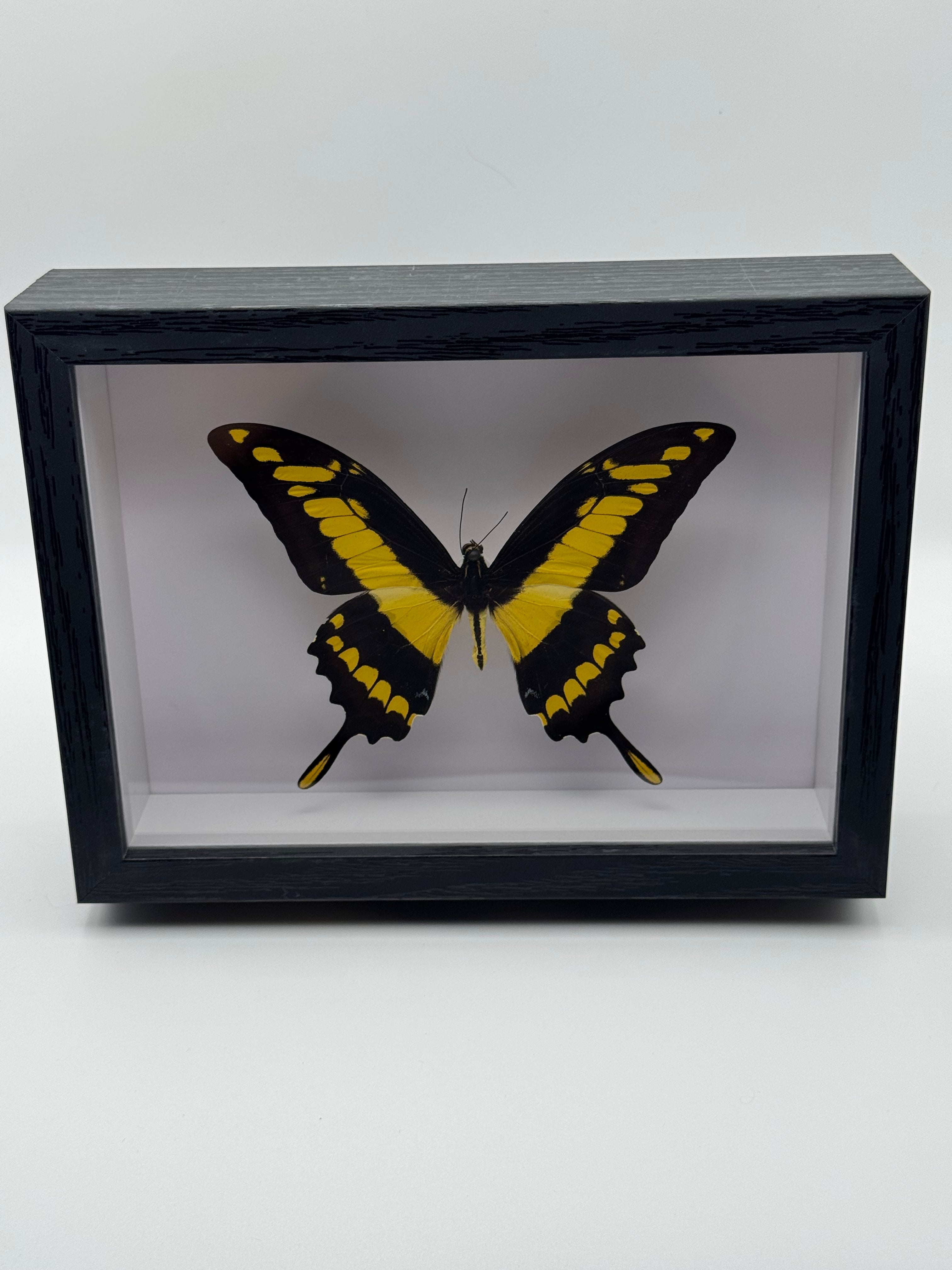 A preserved yellow and black swallowtail butterfly displayed inside a black shadow box frame on a white background.