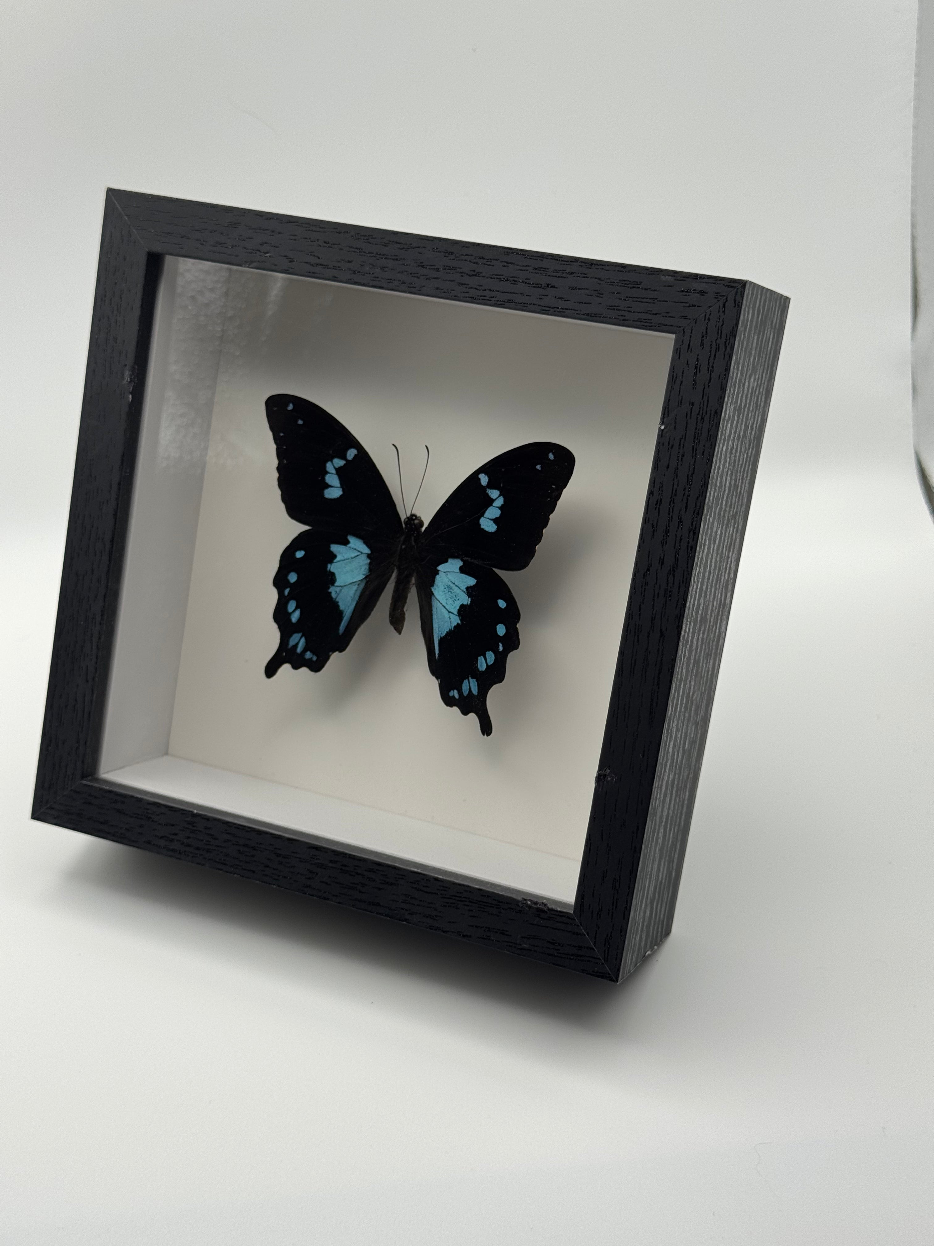 A black shadow box frame displaying a preserved blue and Tearful Swallowtail butterfly on a white background.