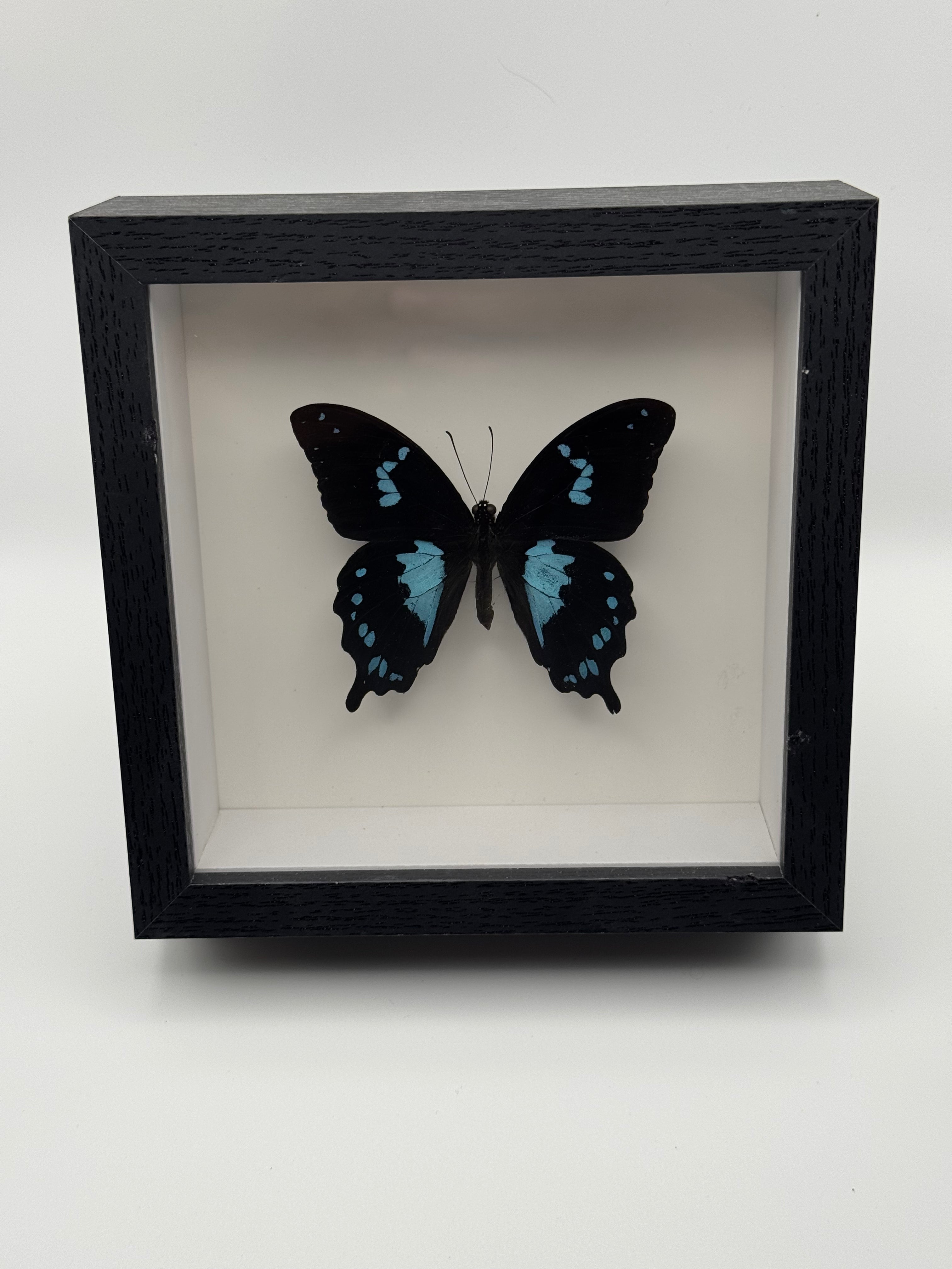 A black shadow box frame displaying a preserved blue and black Tearful Swallowtail butterfly on a white background, set against a light gray studio backdrop.