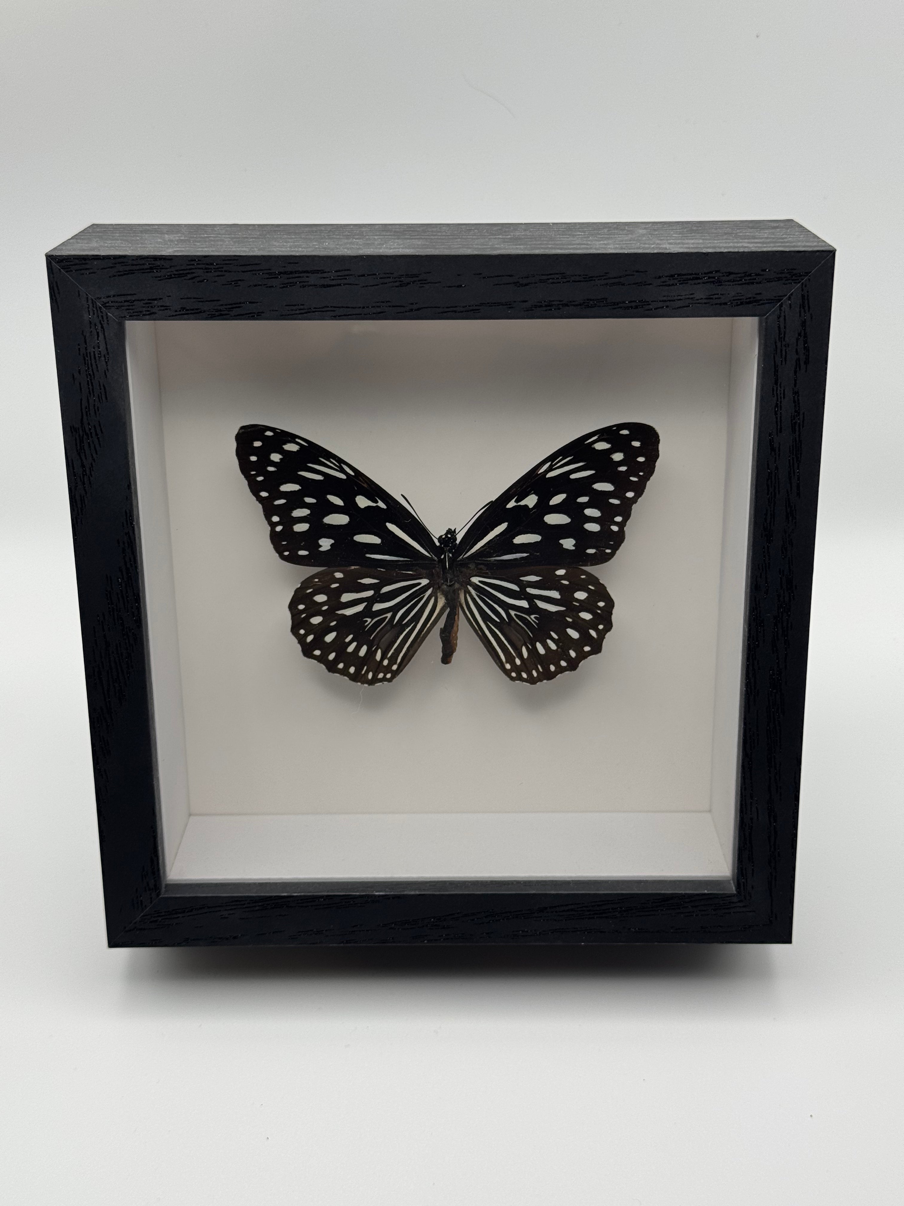 A black shadow box frame displaying a black and white Blue Tiger Butterfly  mounted against a white background.