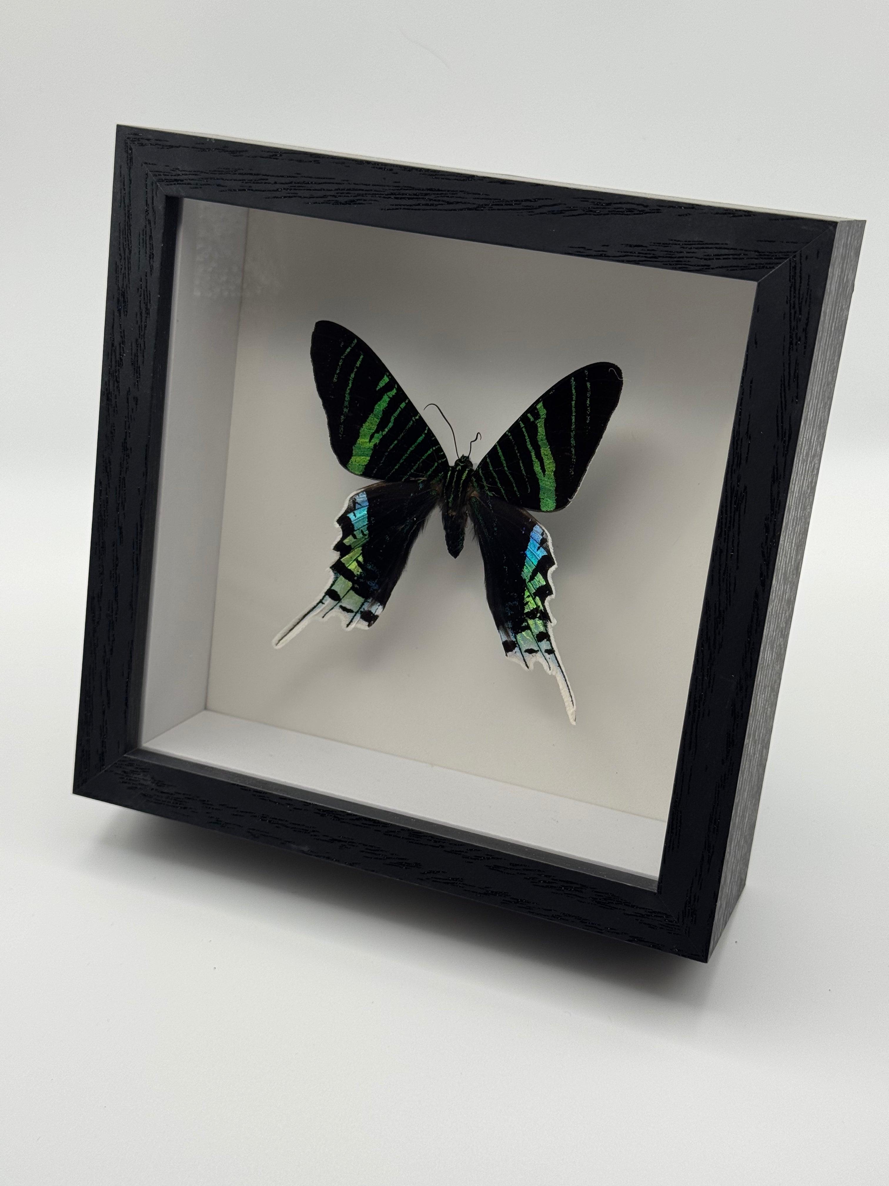 A black shadow box display featuring a preserved Urania Moth with iridescent green, blue, and white wing patterns on a white interior background.