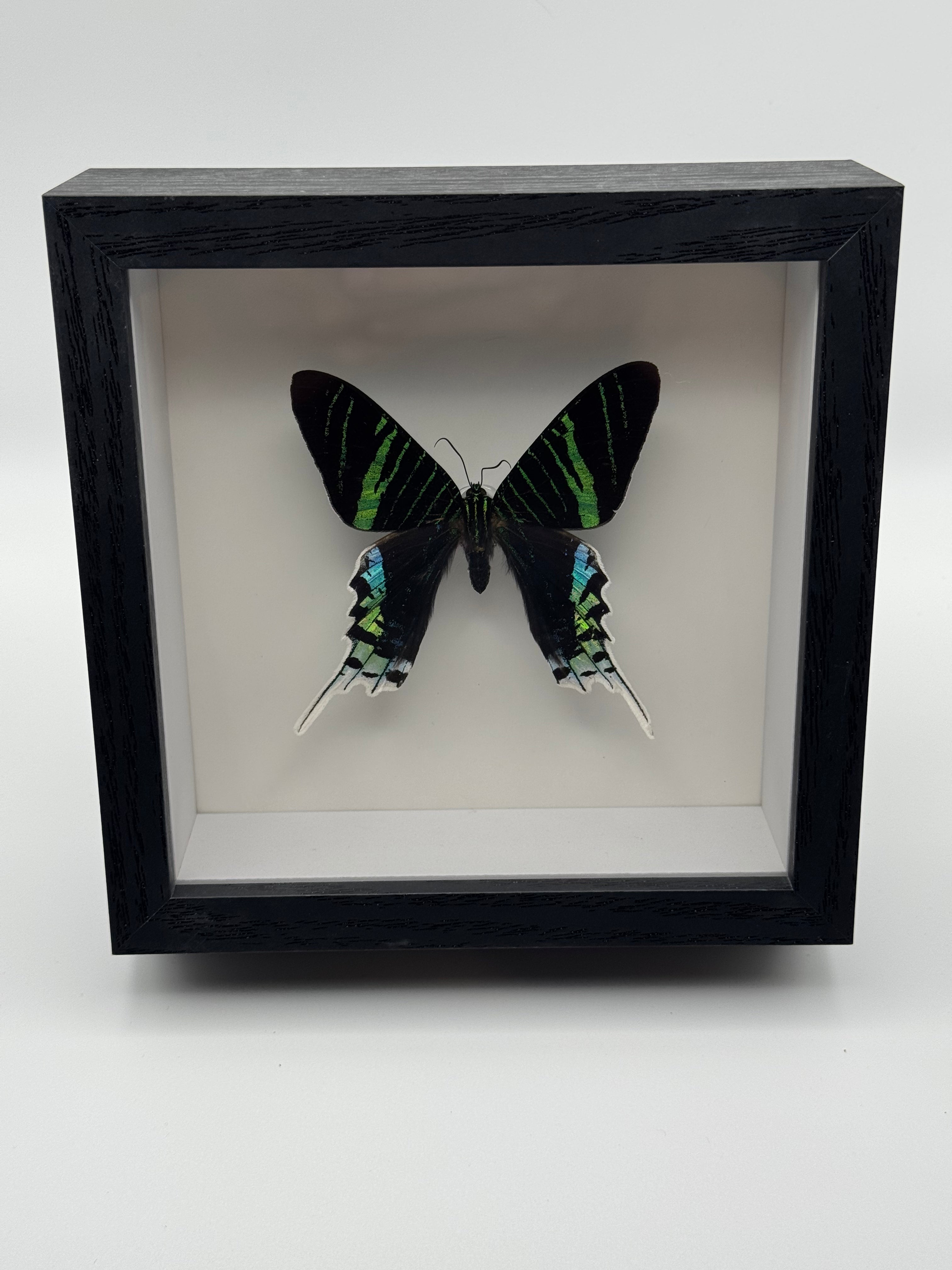 A black shadow box frame displaying a preserved Urania Moth with black wings featuring vibrant green and blue accents, set against a neutral light gray background.