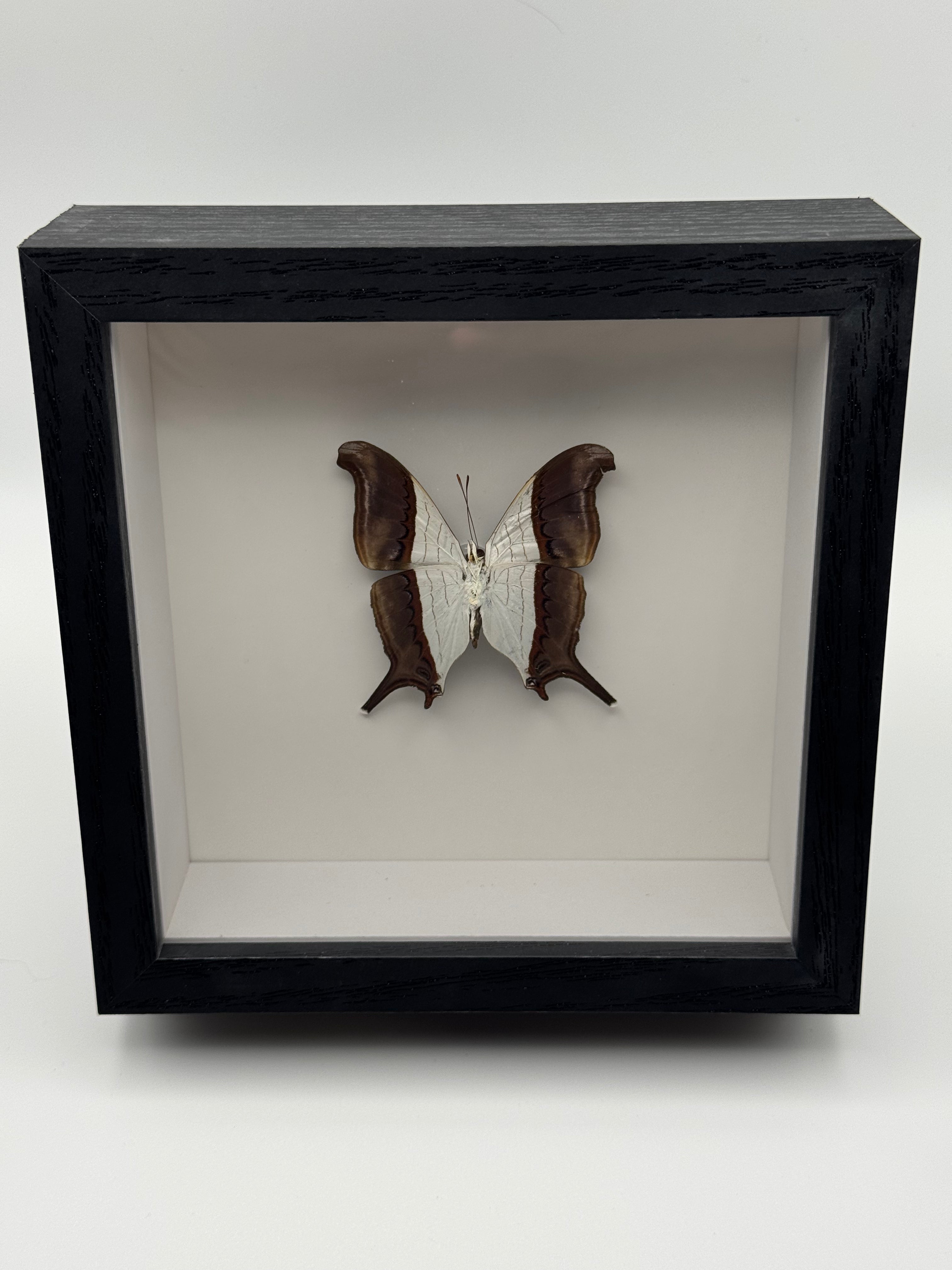 A preservedWaiter Daggering mounted inside a black shadow box display frame with a white interior background, photographed against a light gray studio backdrop.