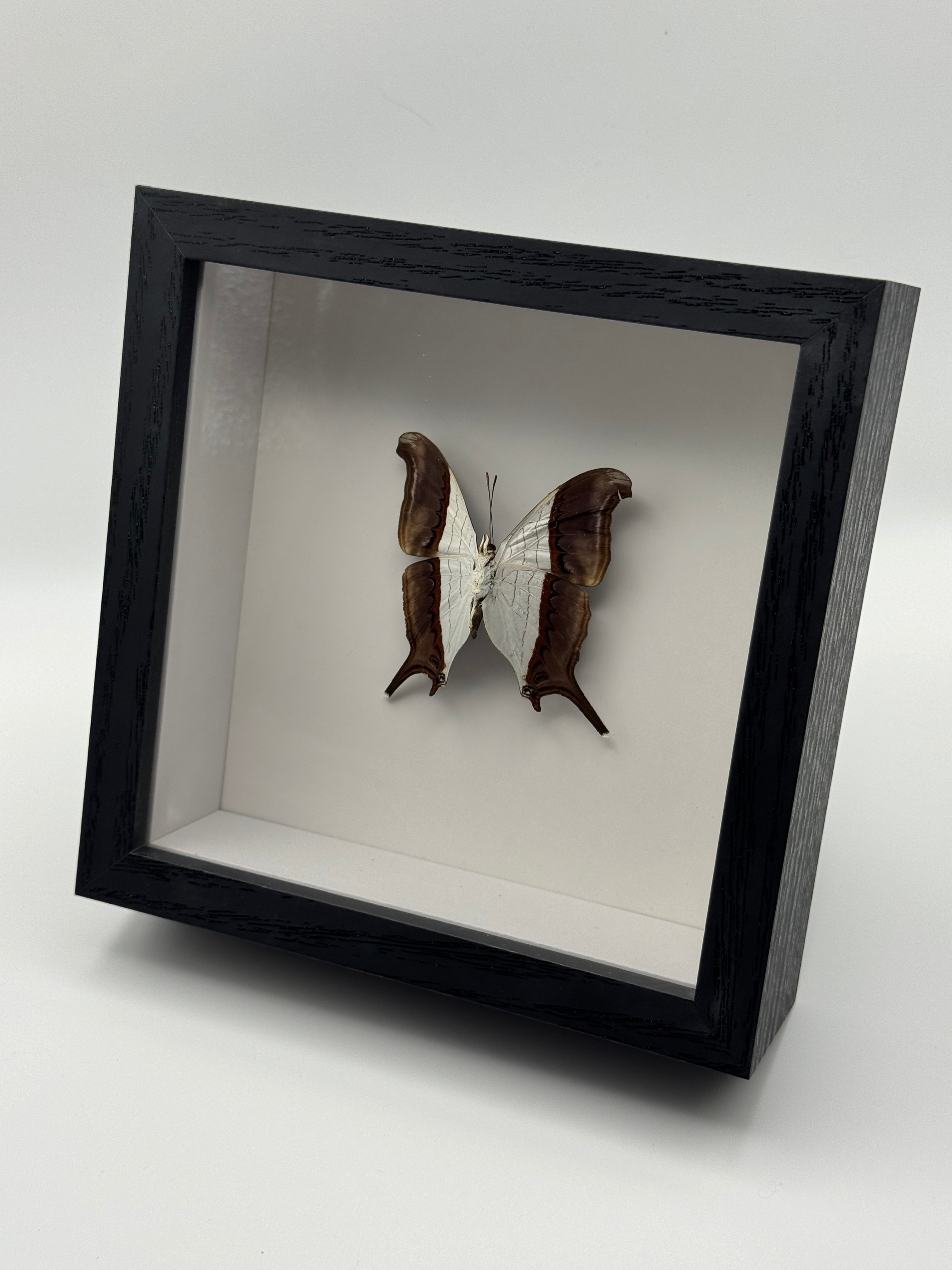 A black shadow box display frame containing a preserved butterfly specimen against a white background, photographed on a light gray studio surface.
