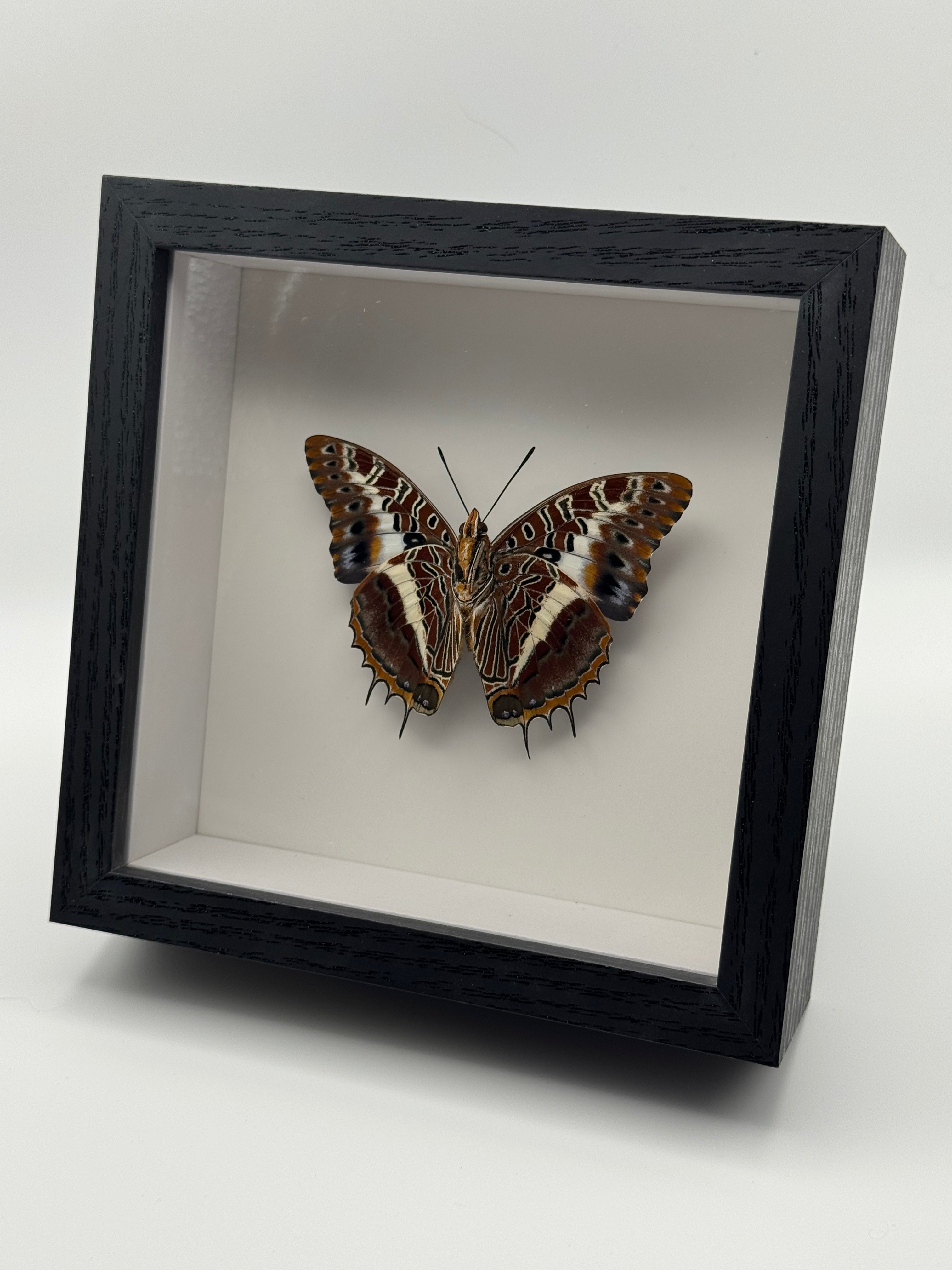 A preserved butterfly mounted inside a black shadow box frame with a white interior, photographed on a clean white background.