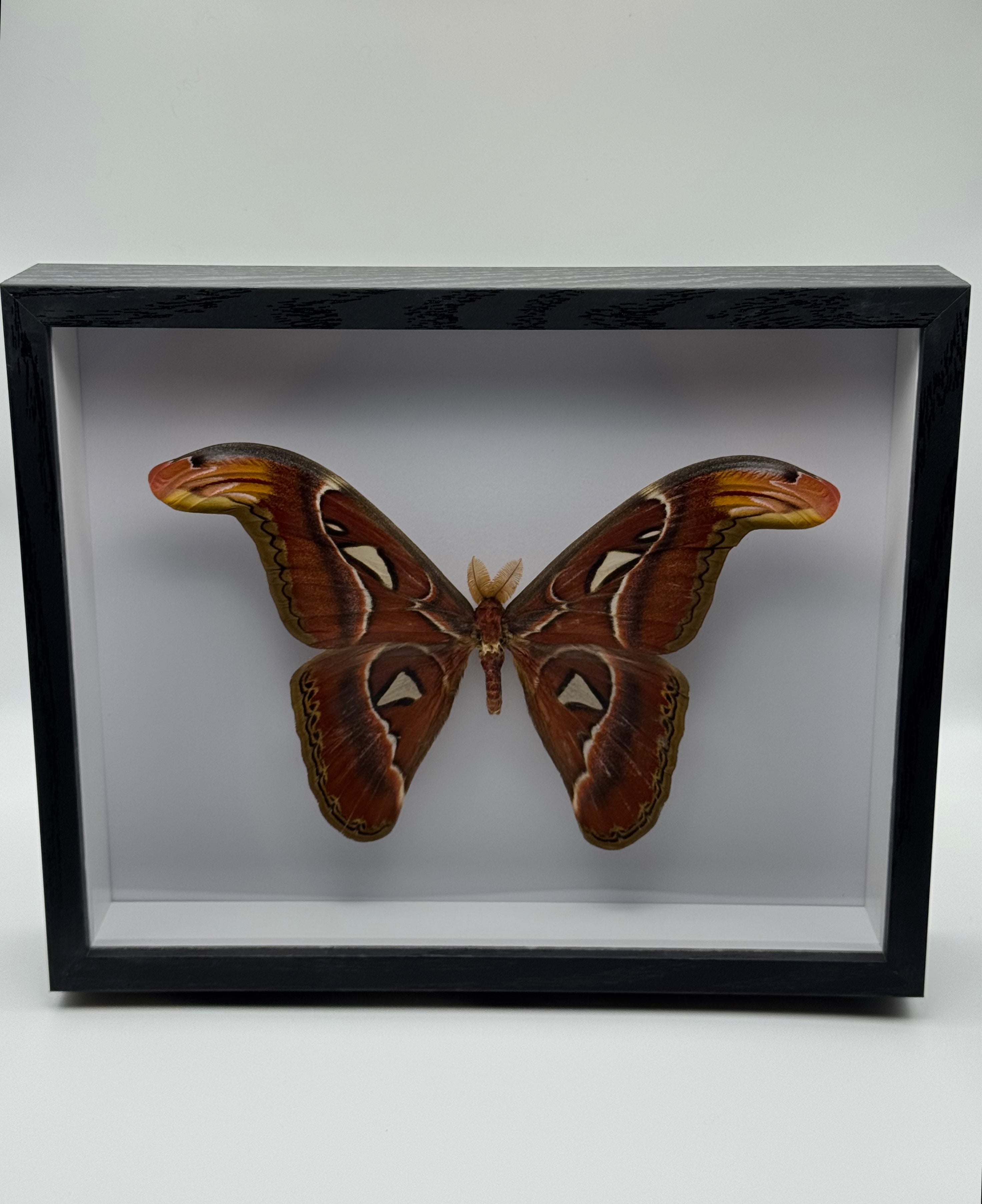 A large preserved atlas moth, mounted inside a black shadow box display frame against a light gray background.