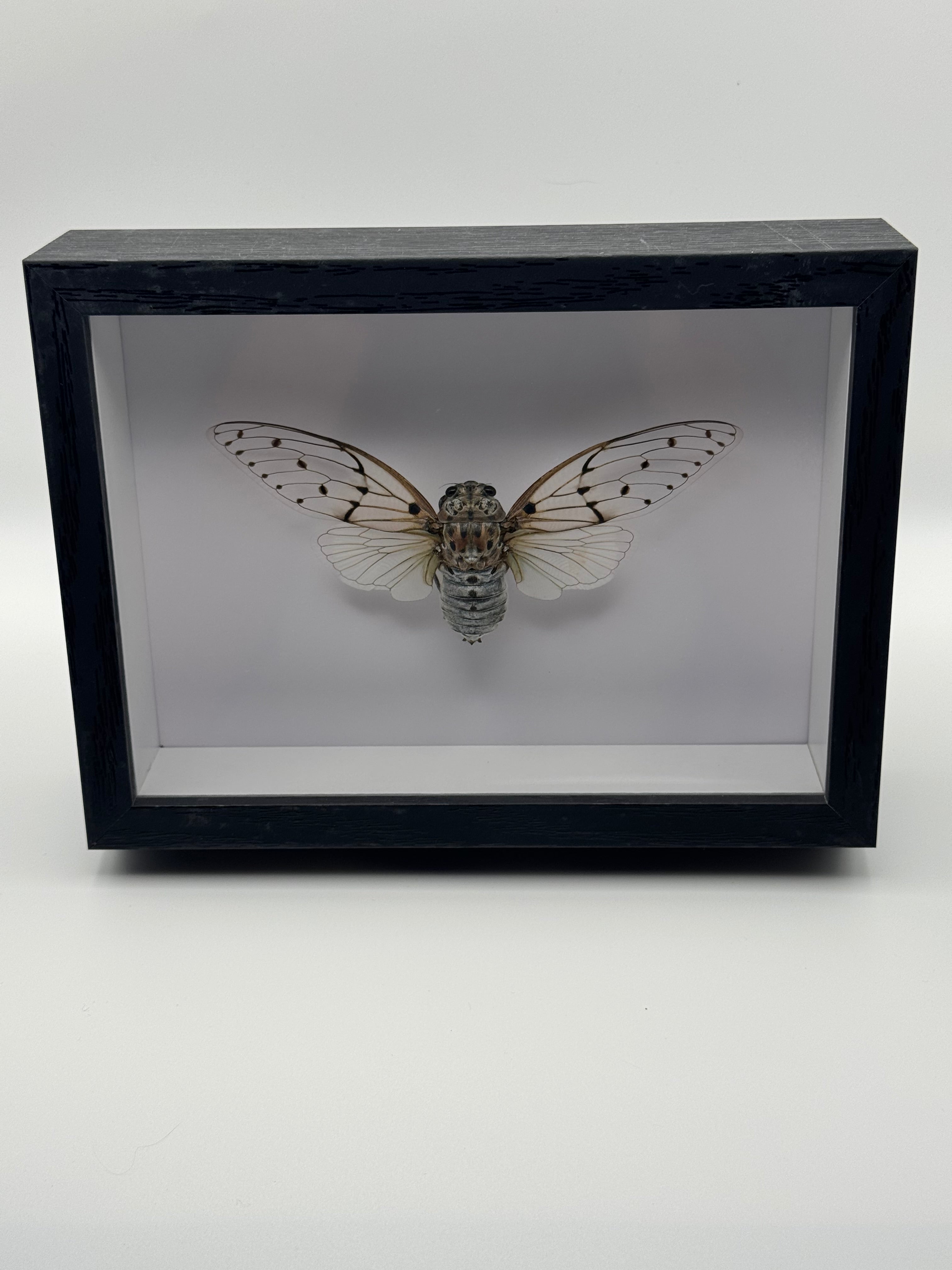 A framed taxidermy insect specimen, likely a cicada or beetle, mounted inside a black shadow box frame and displayed against a plain light gray wall.